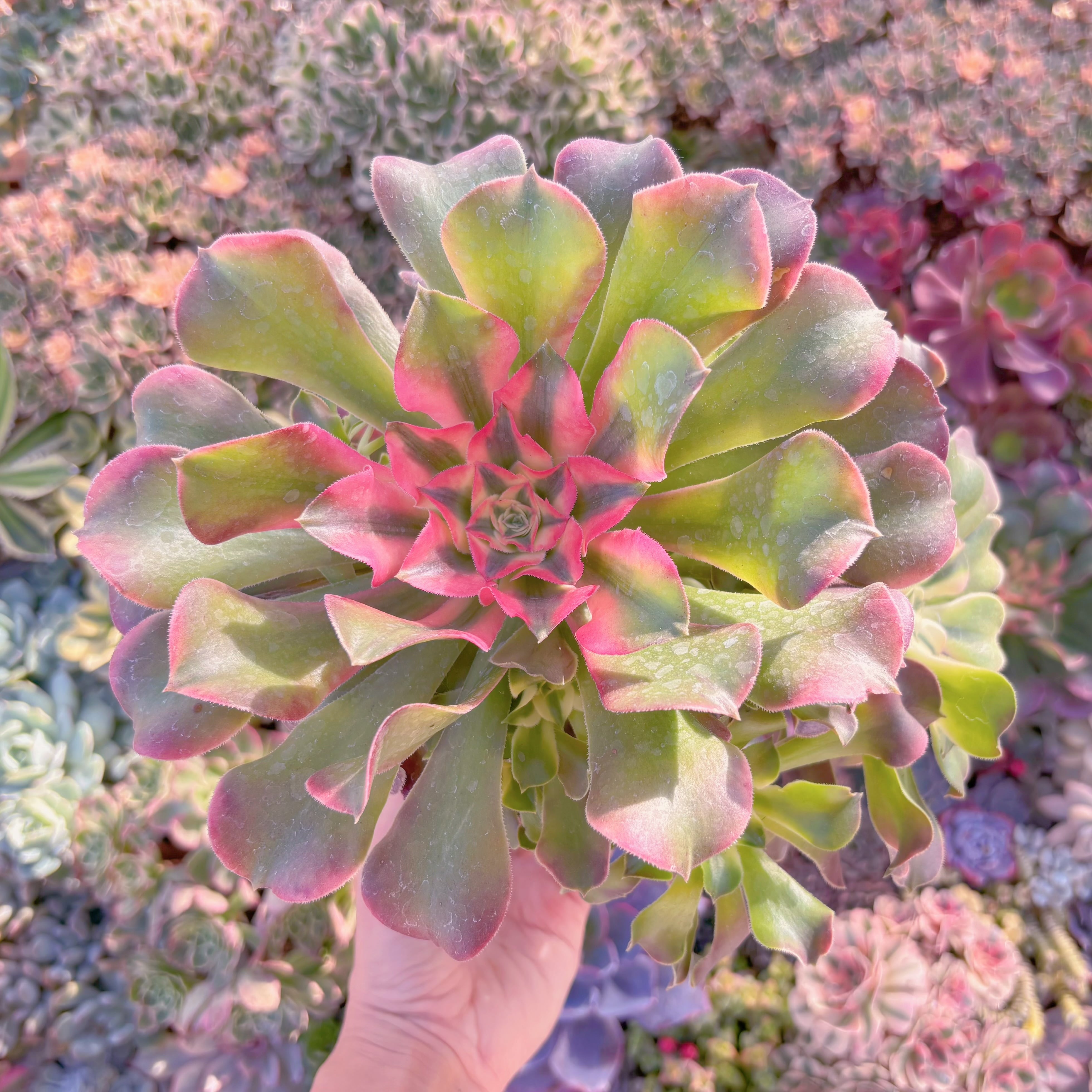 現品　アフラダイティ変異#1132　特大群生　るる農園