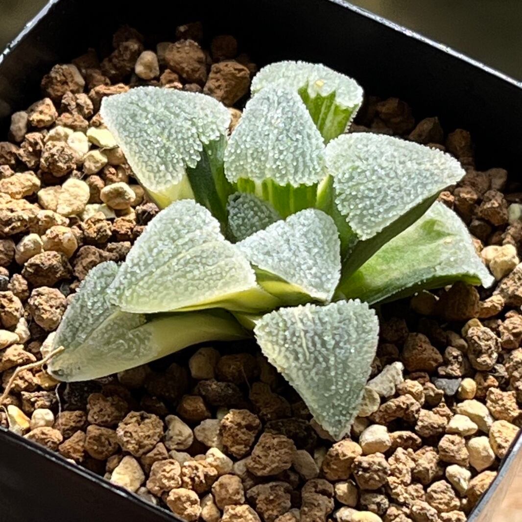 ハオルチア 丸葉ピグマエア錦 ハオルチア 丸葉ピグマエア錦 | mocono_plants