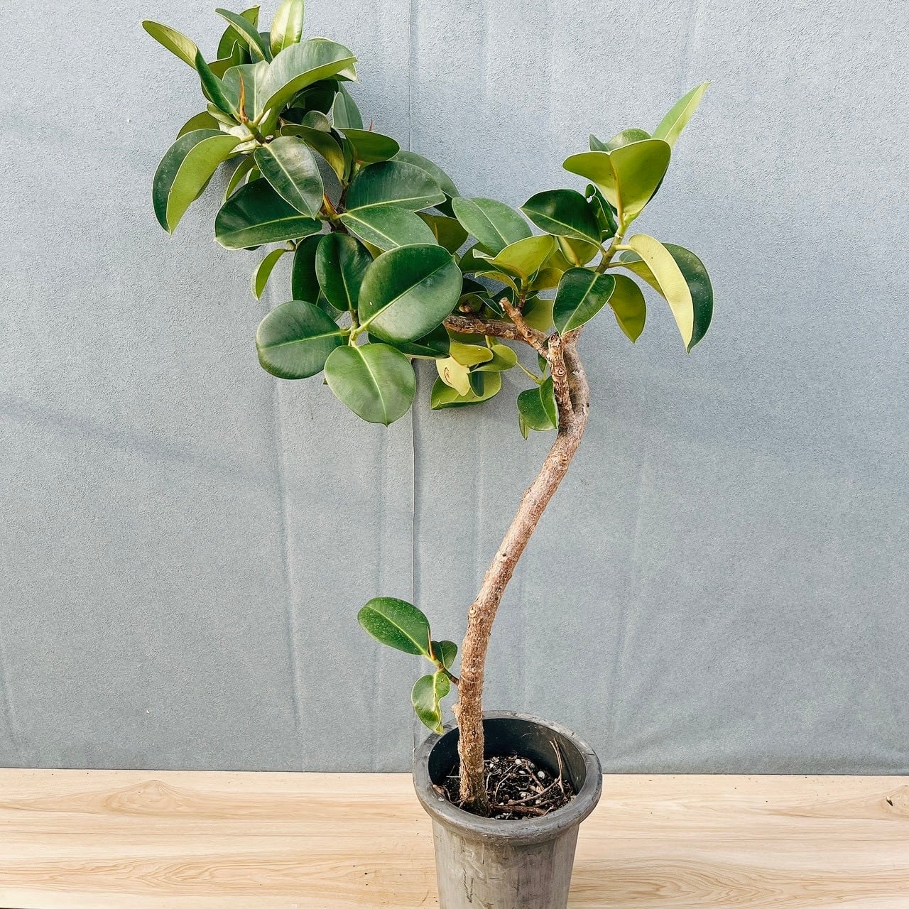 現品］【希少】1番 ドラセナ ドラコ 竜血樹 8号 観葉植物 レア 室内