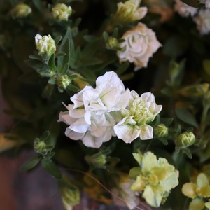 寄せ植え　ペチュニアロイヤルミルクティの寄せ植え｜届いてすぐ飾れる完成品｜玄関にオススメ｜新築・開店祝いギフト｜モンディマンシェ