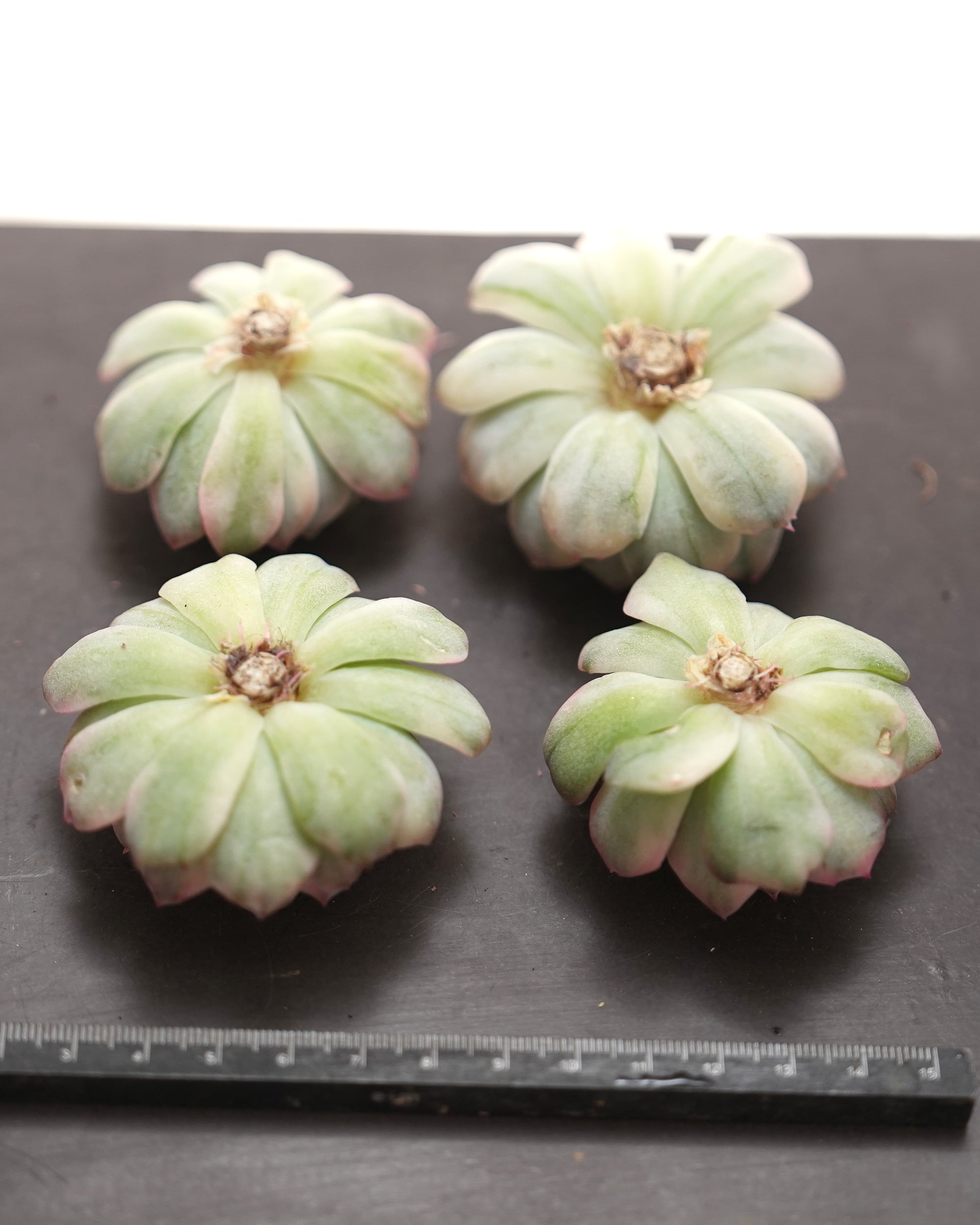 ブラックアイリス錦　超希少抜き苗 カット苗 ベリー錦 Echeveria 'Twin Berry Variegated' | PUKUBOOK