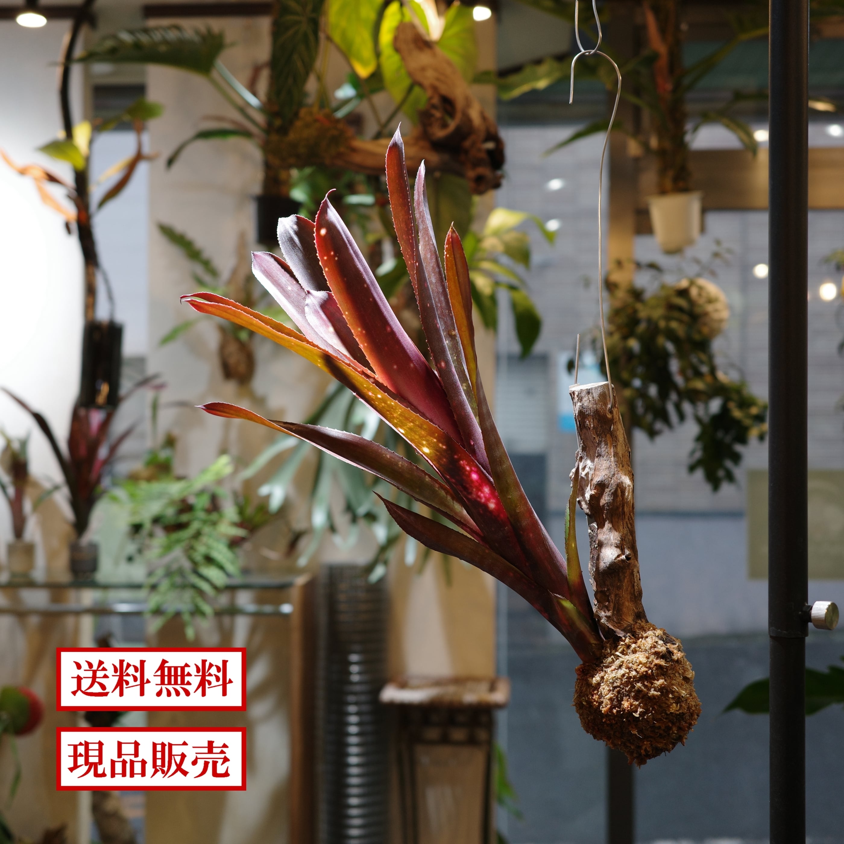 ネオレゲリア/品種不明 | 着生屋 Epiphyte Collection ネオレゲリア/品種不明 | 着生屋 Epiphyte Collection