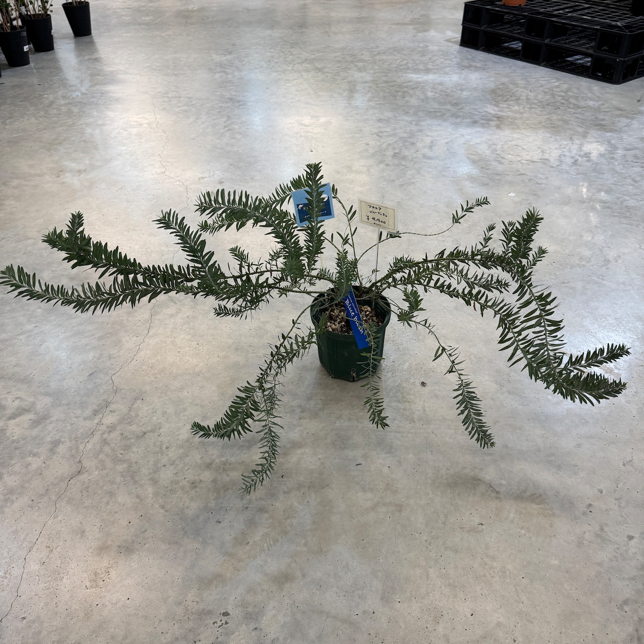 アカシア　ブルーブッシュ【514】