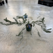 アカシア ブルーブッシュ【514】