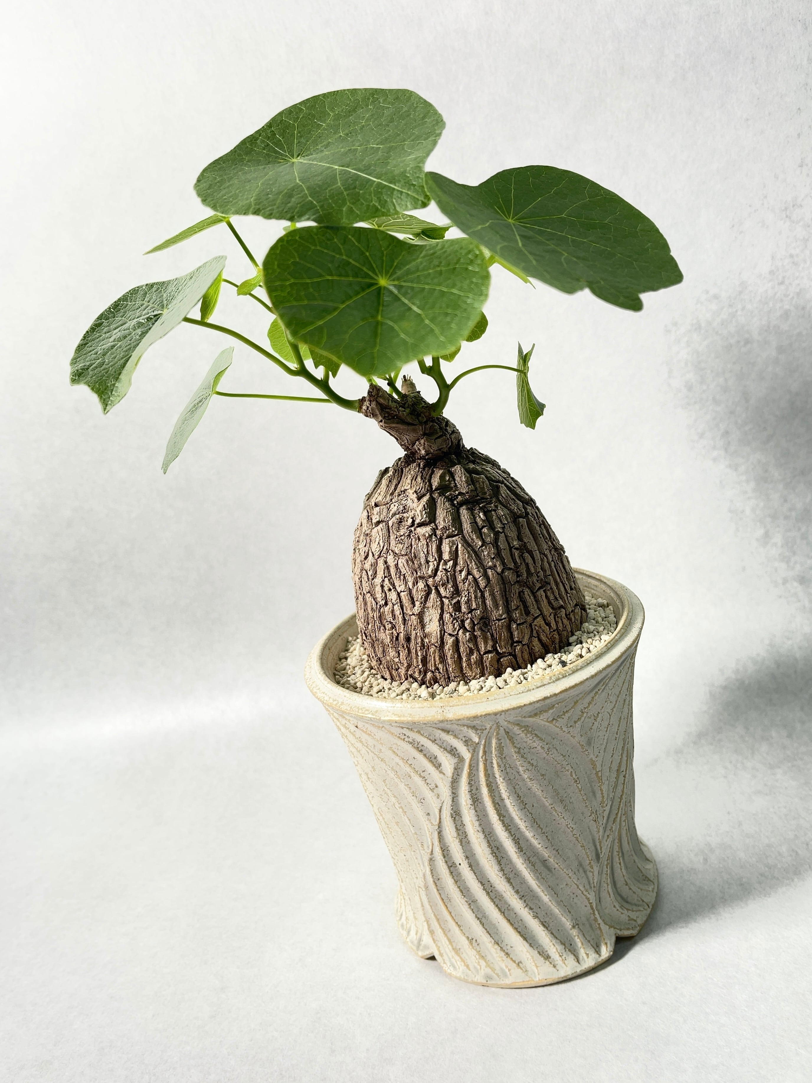 ステファニア・スベローサ | trigger