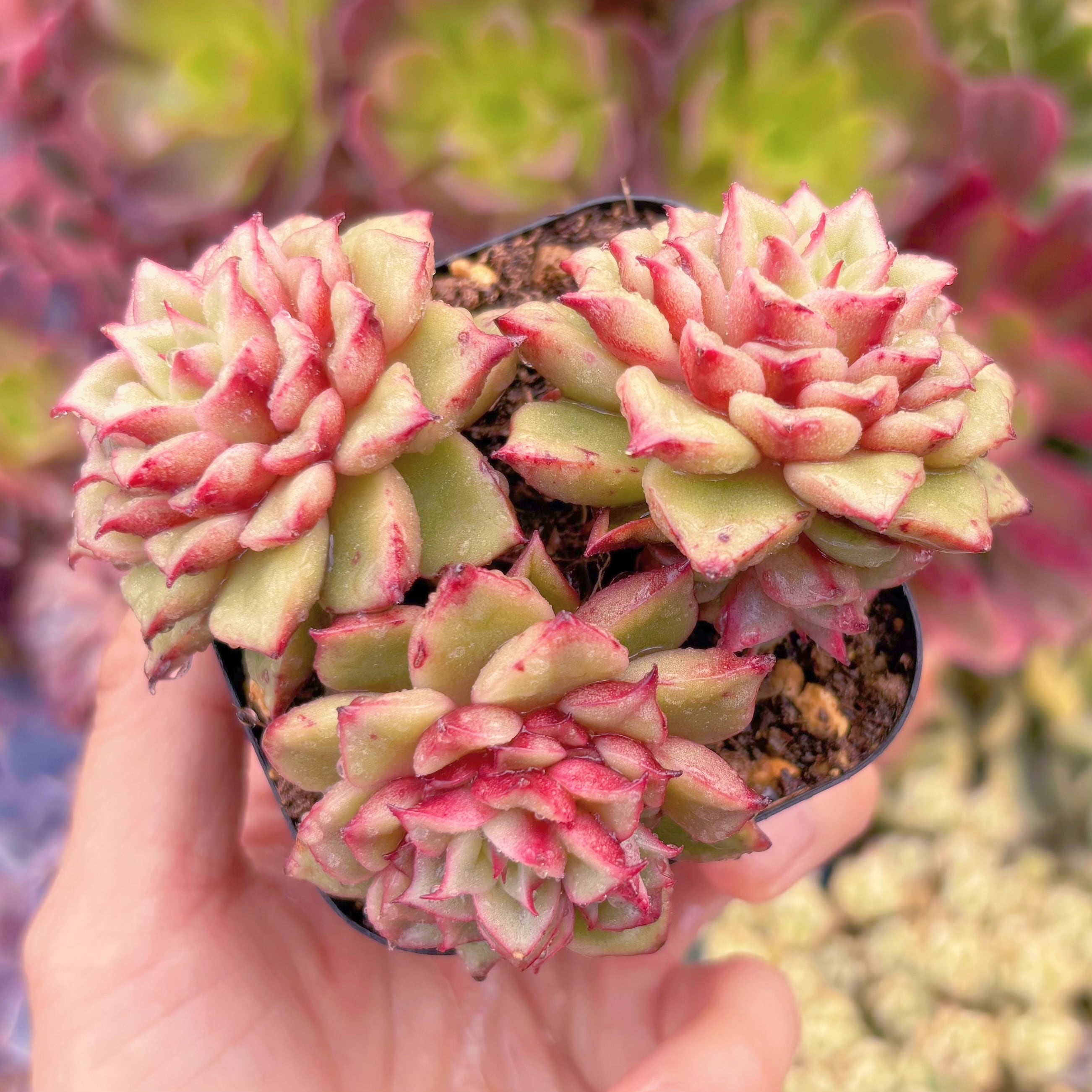 現品　爛漫染#281　群生　稀少　新入荷