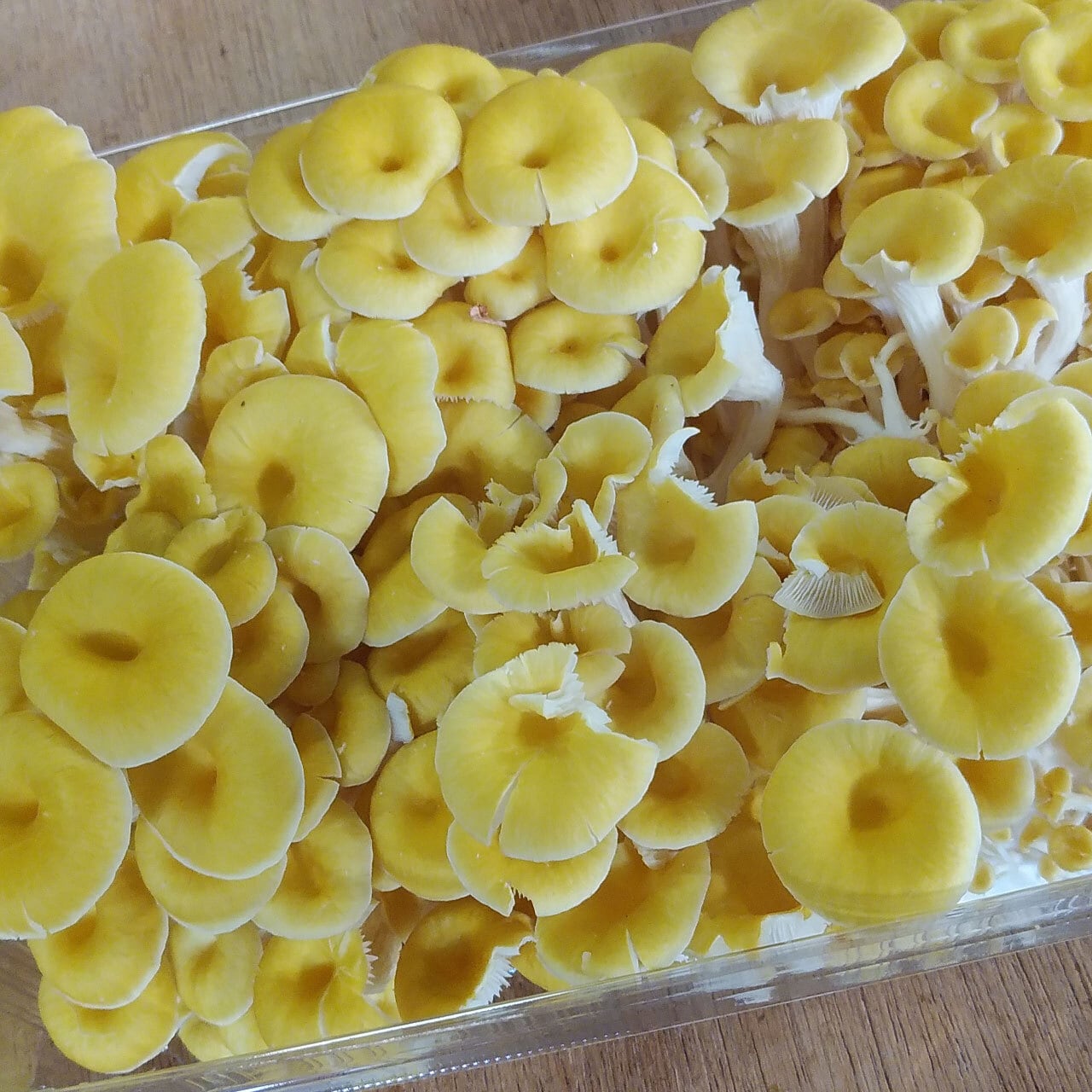 プレミアムそらちたもぎ（たもぎ茸）400g×18パックセット | 【たもぎ茸