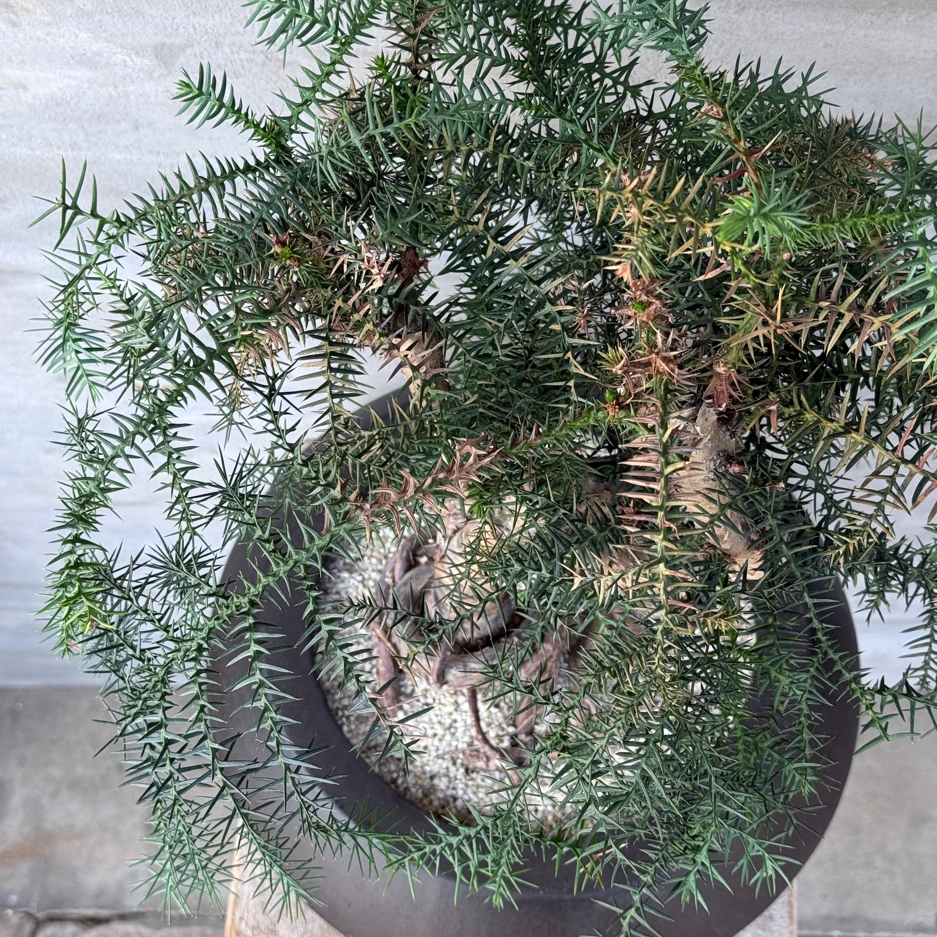 植物 ×鉢】盆栽仕立て ナンヨウスギ Araucaria アローカリア | A-PLANTS