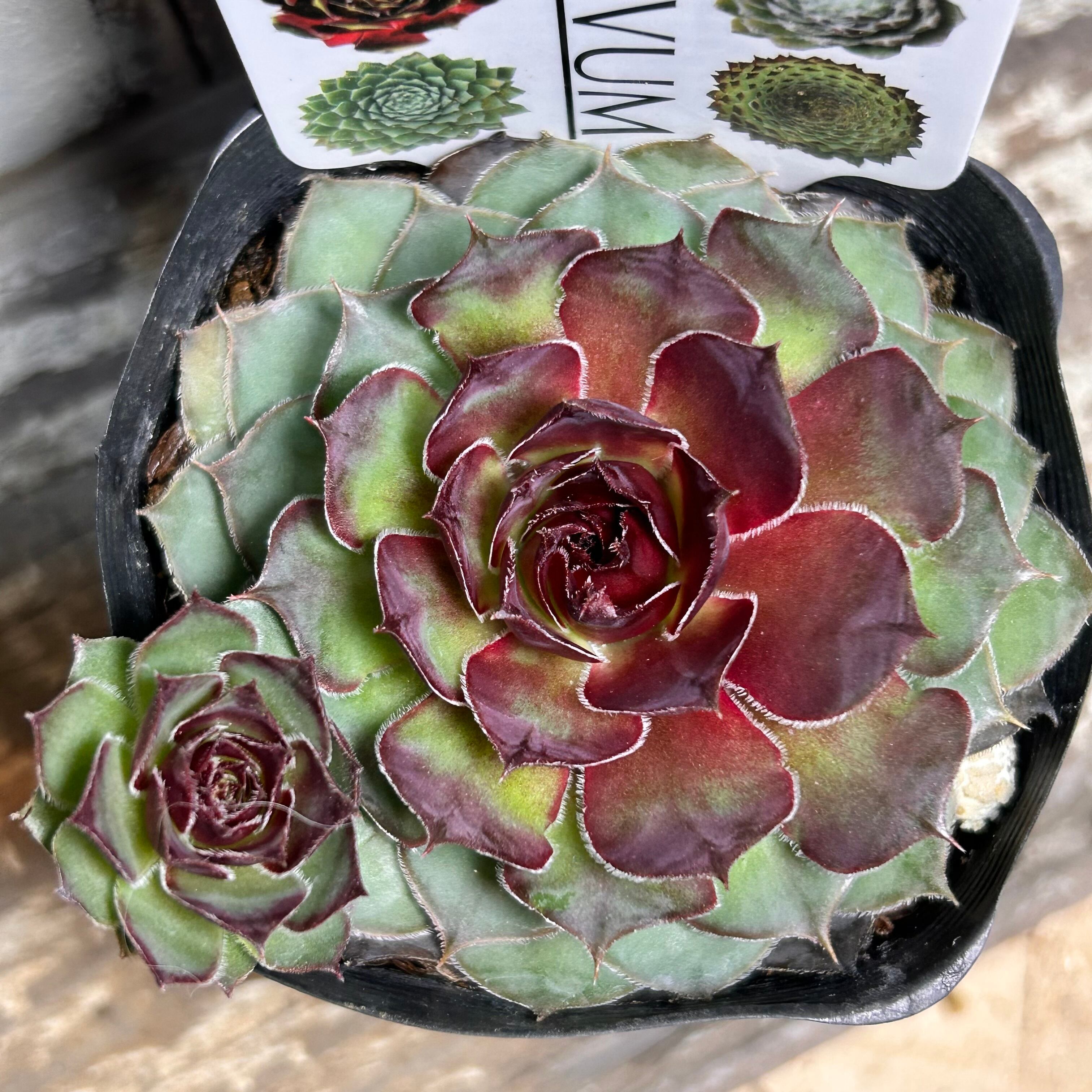 センペル | RuPo 多肉植物専門店