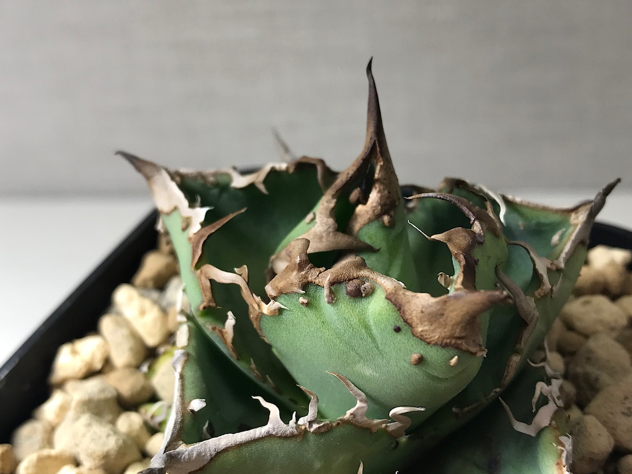 アガベ チタノタ '蝦蟇'(ガマ）