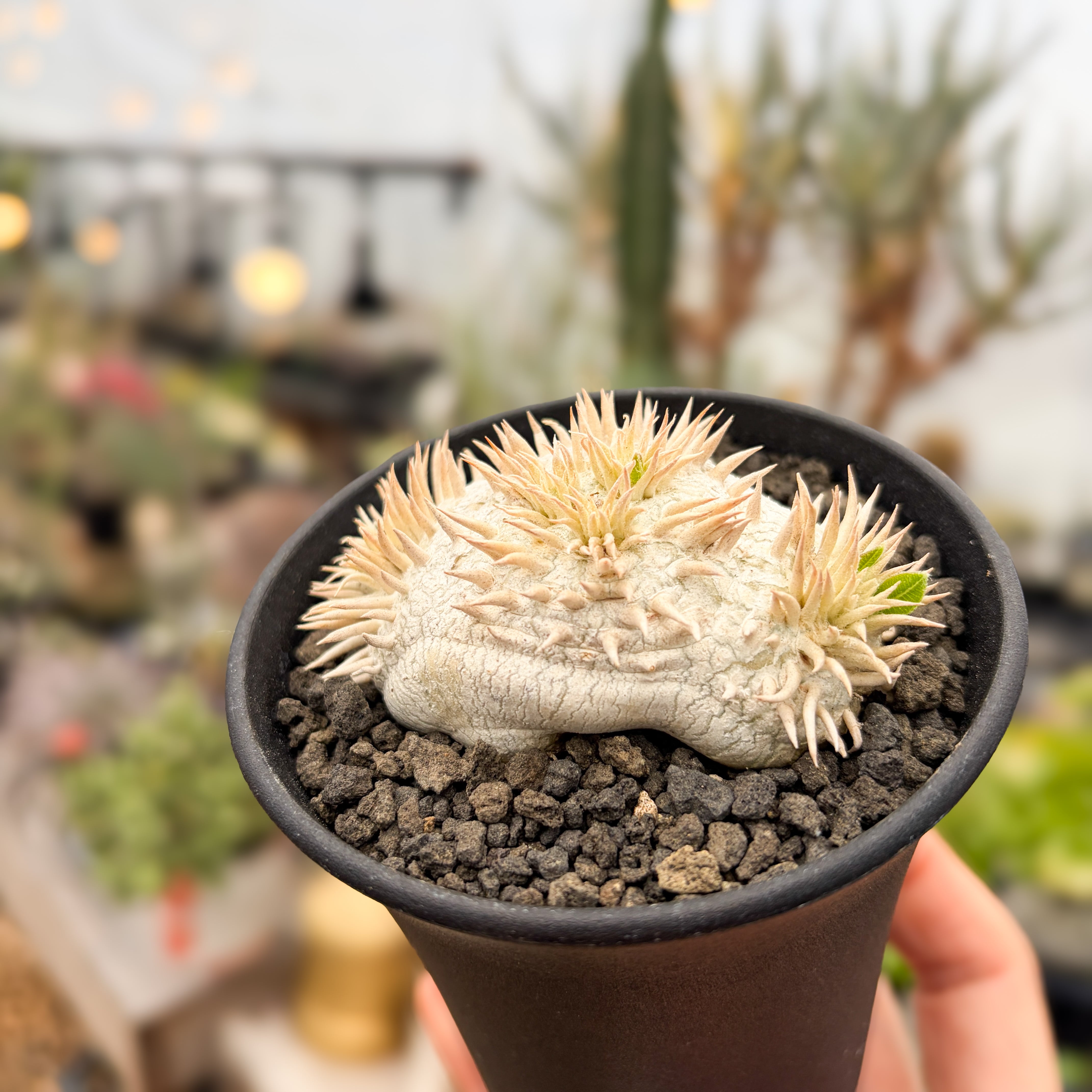 Pachypodium brevicaule ssp . Leucoxanthum【パキポディウム