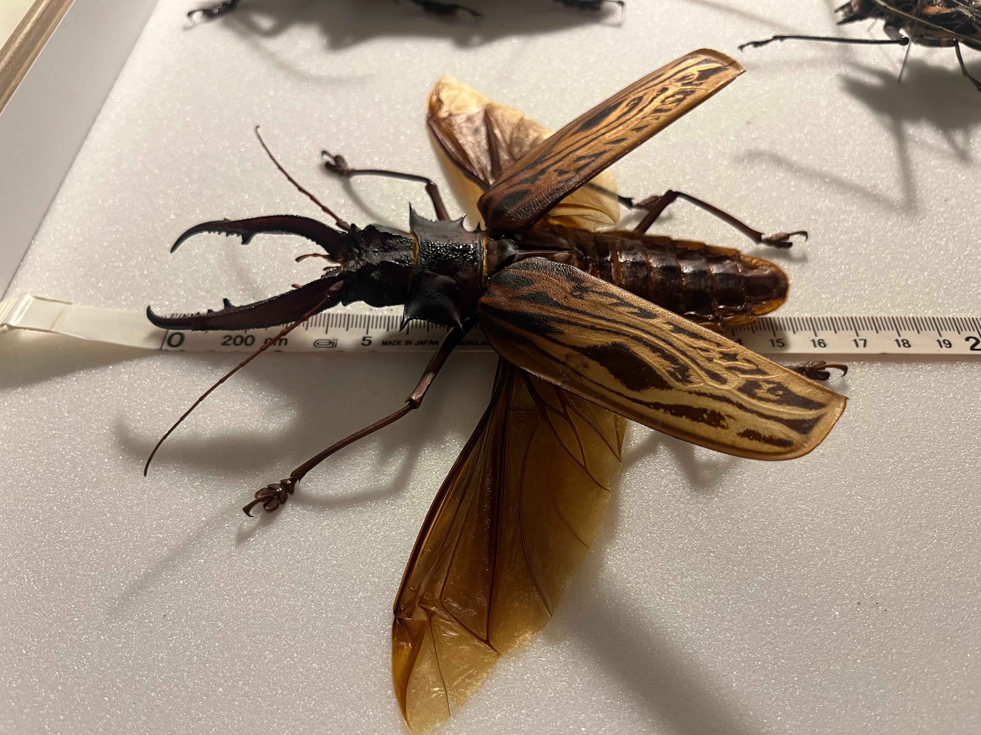 開翅155mm】オオキバウスバカミキリ 標本 Macrodontia cervicornis