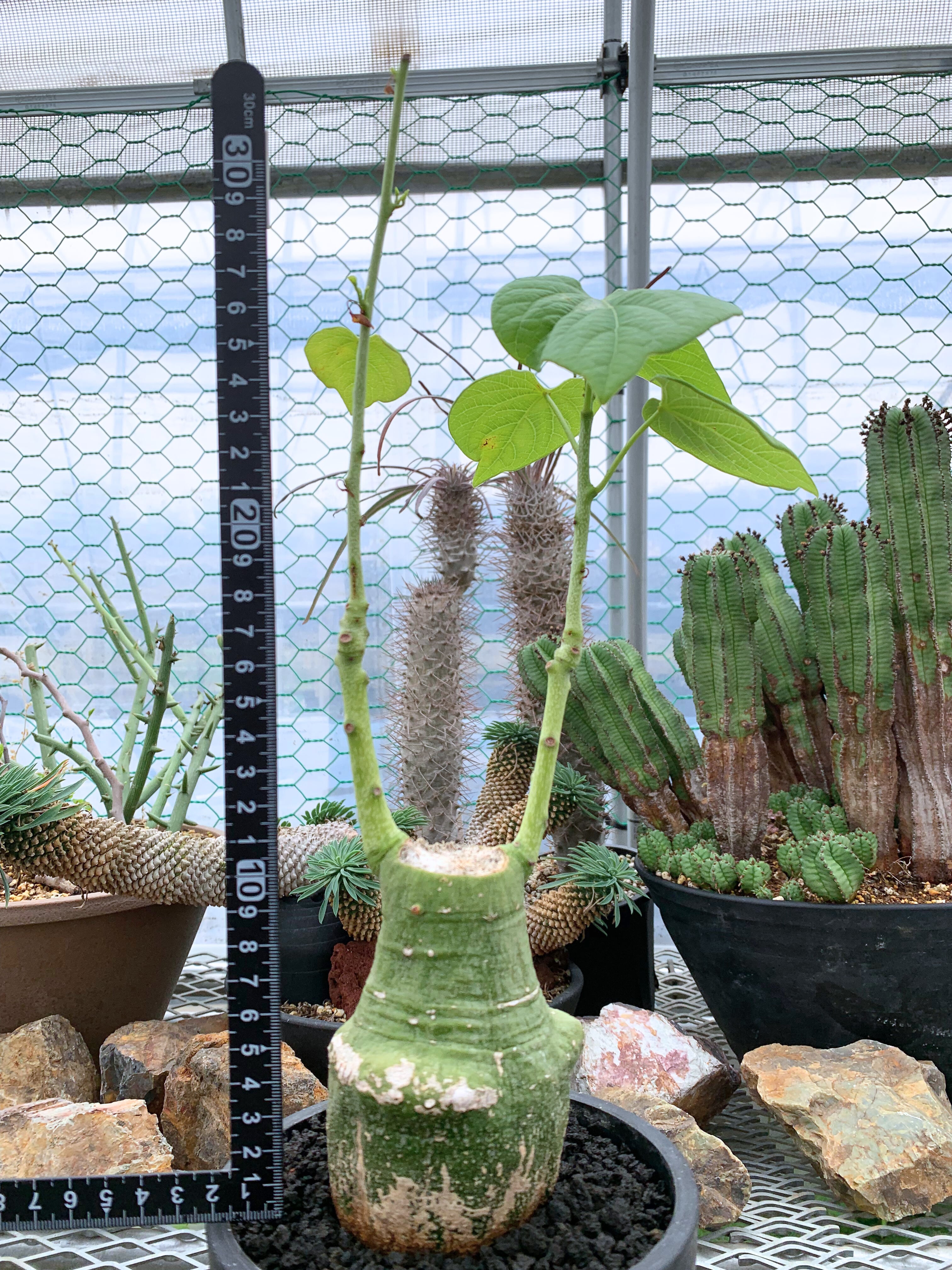 アデニア クリスタルグリーン D05【送料着払い】 | CACTUS330