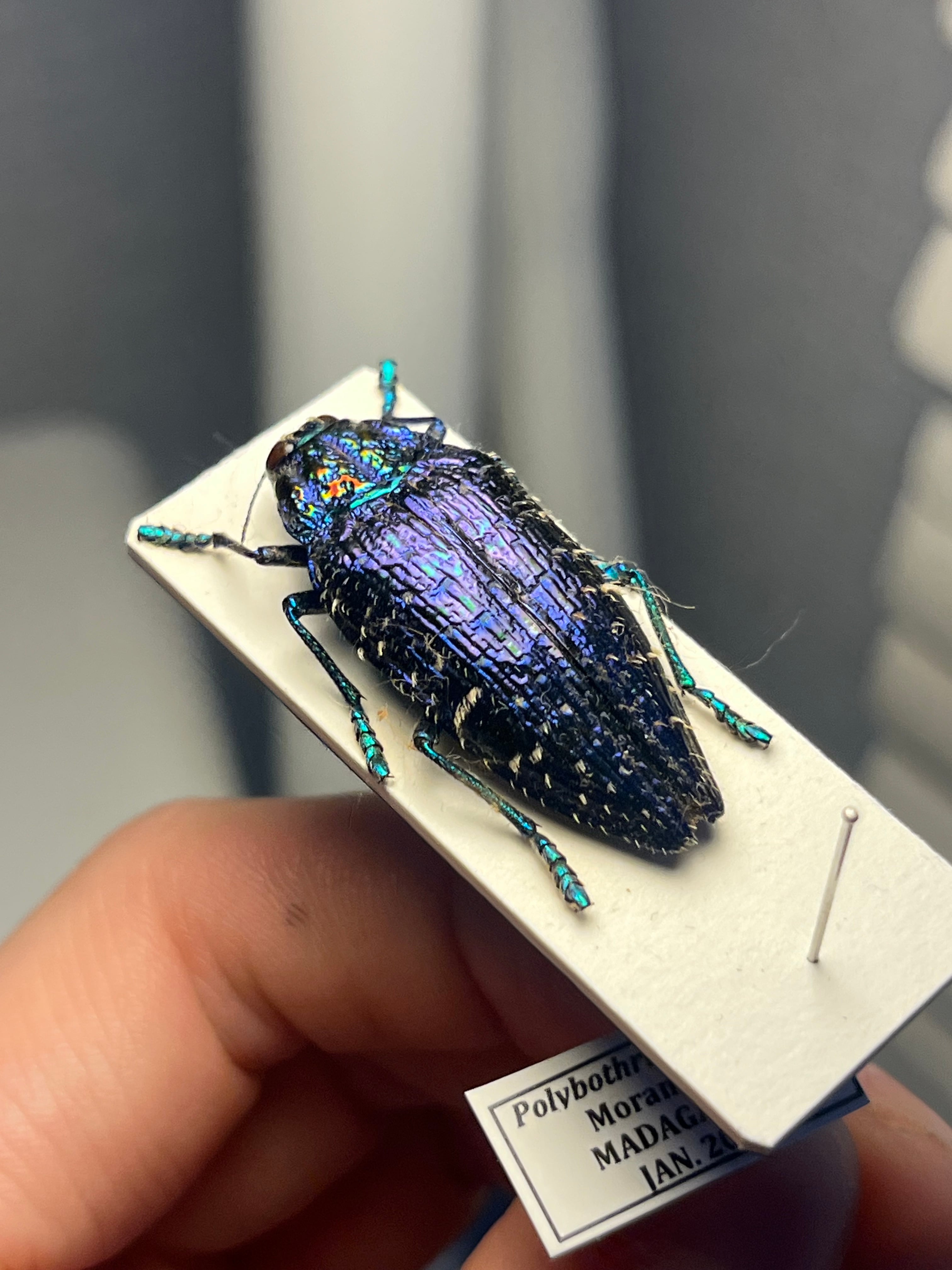 33mm】ニシキカワリタマムシ スハンダエ プラチナコガネ コブハムシ