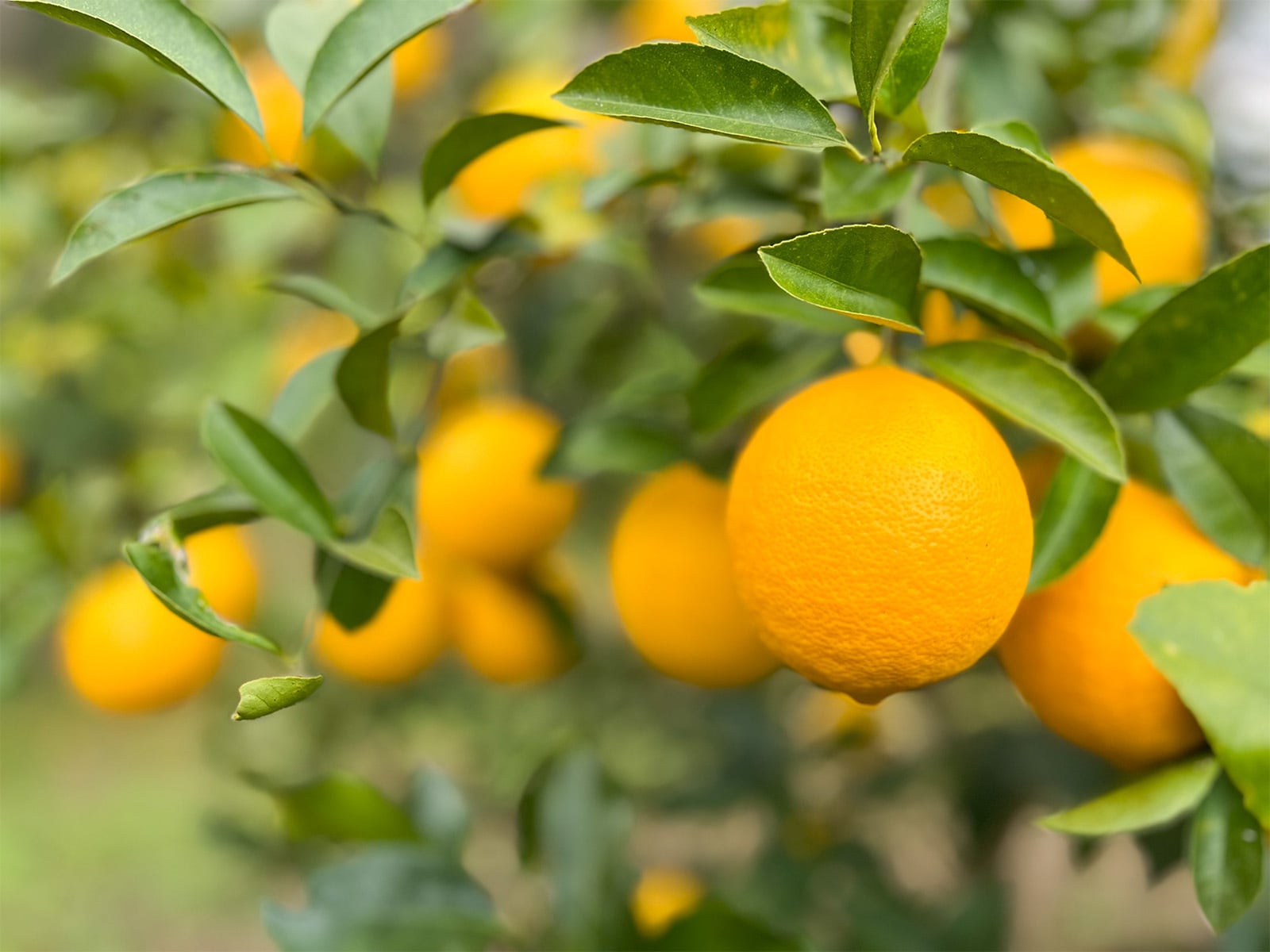 棚田レモン 4kgセット【農薬不使用】