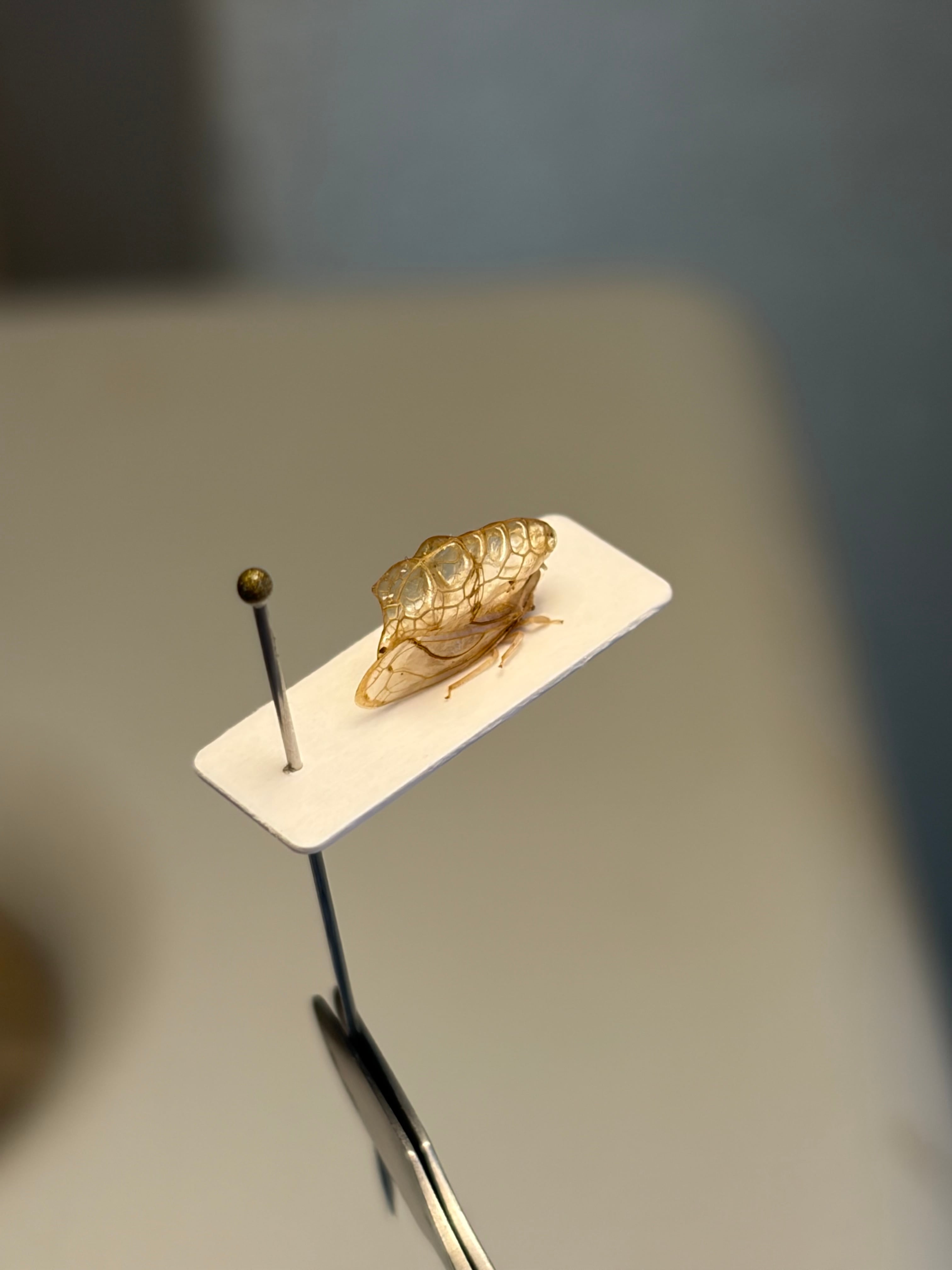 9mm】空蝉の名を冠したウツセミツノゼミ 標本 角蝉セミ ホタル 蛍