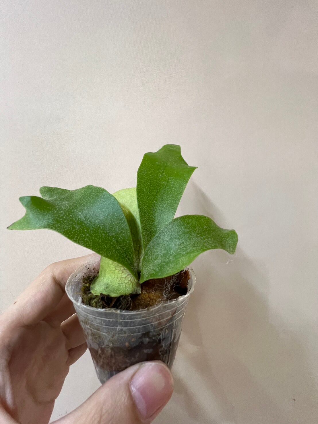 ビカクシダ】P.bifurcatum cv.Popcorn （TC）ビフルカツム