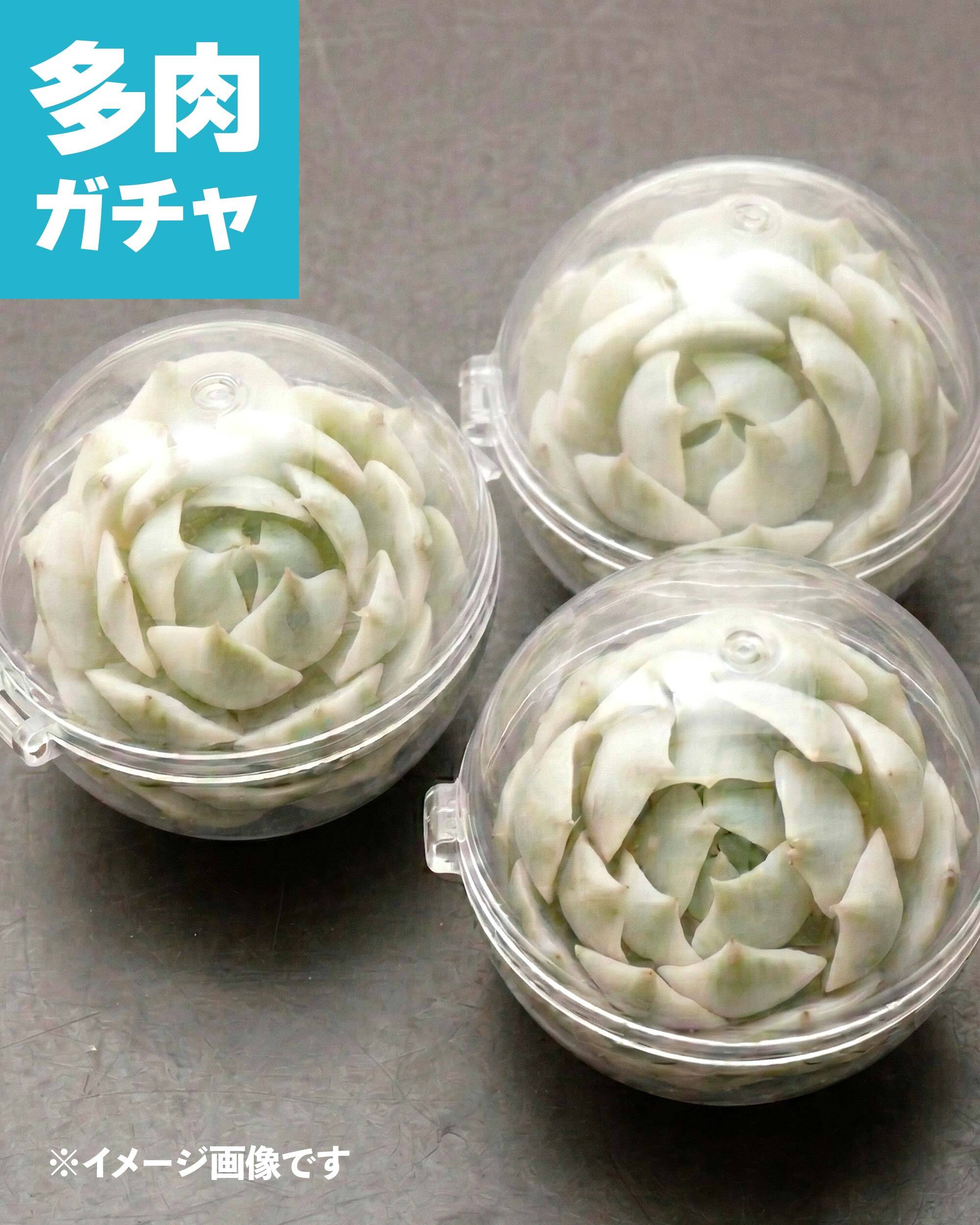 ローラ錦確定入り】カブリゼロシステムβ レア品種4種セット | PUKUBOOK