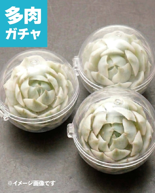 【ローラ錦確定入り】カブリゼロシステムβ レア品種4種セット ※タグ無し 【ローラ錦確定入り】カブリゼロシステムβ レア品種4種セット ※タグ無し