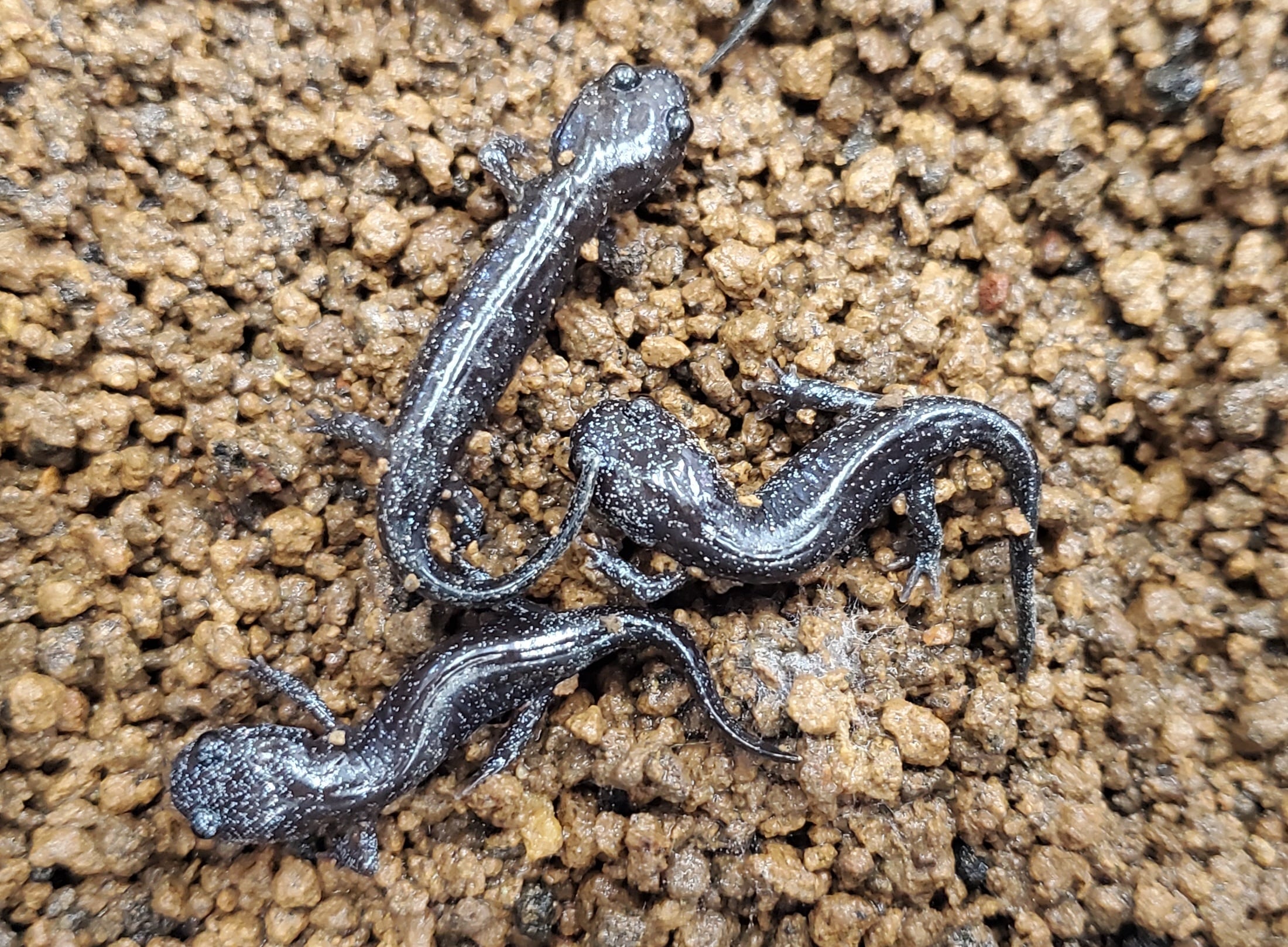 WC トウホクサンショウウオ4㎝前後 | 金魚と両生類のお店 さだお