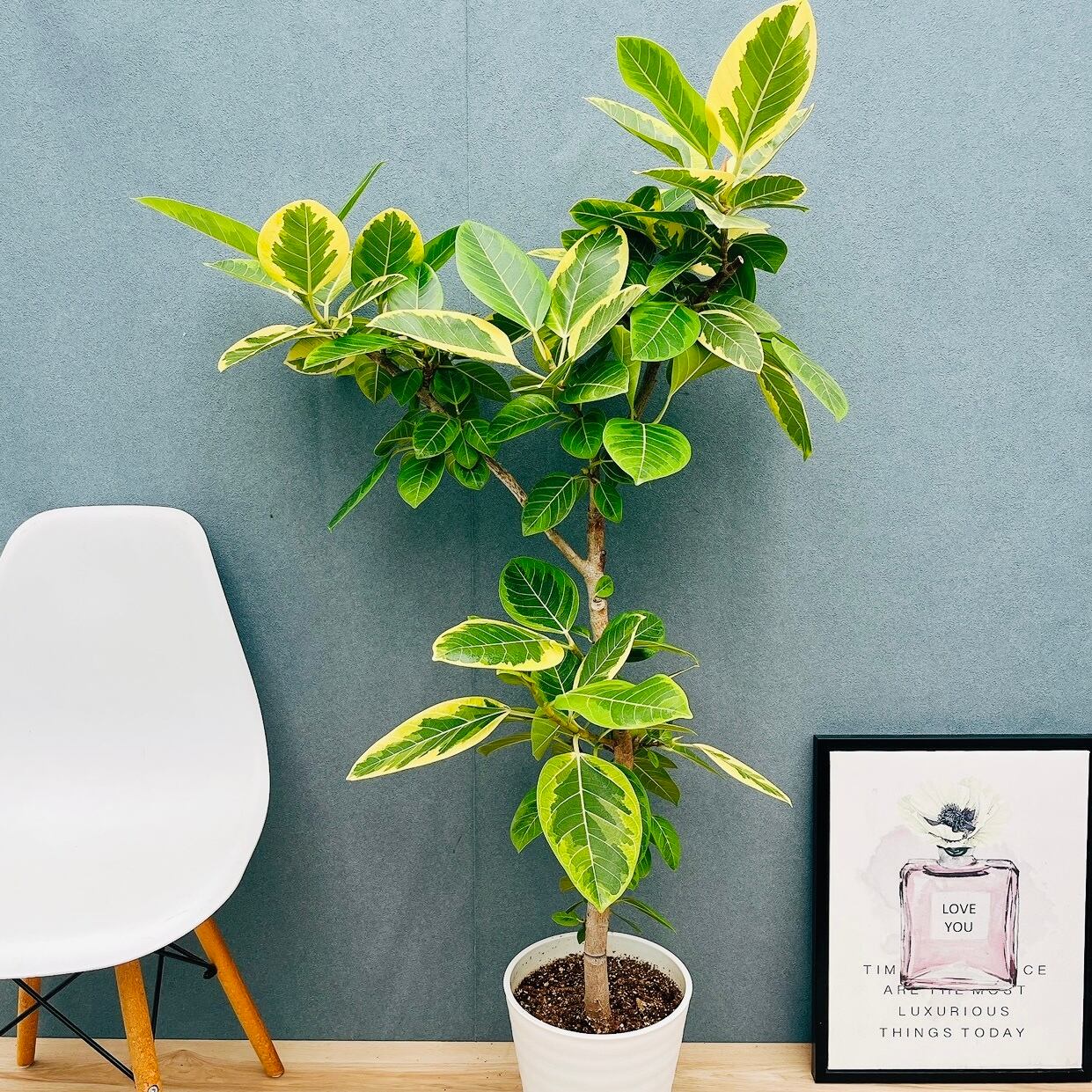 現品］【珍しい】80番 フィカス エベレスト 曲がり 7号 観葉植物 室内