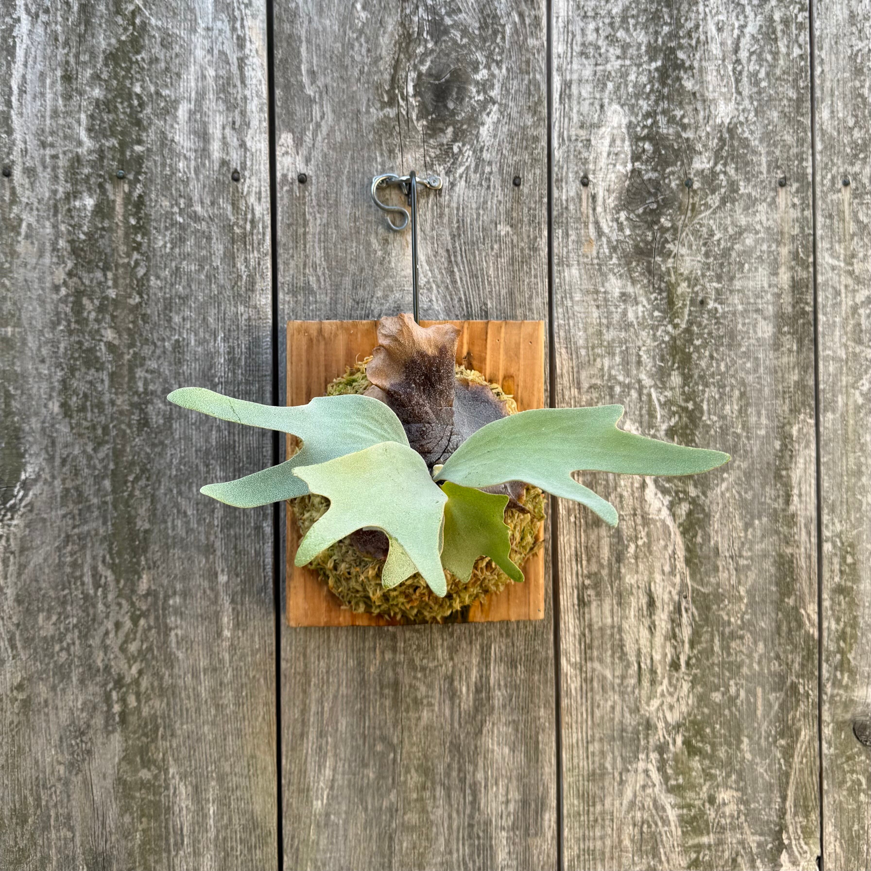 P.Ginka,P.willinckii “Yellow moon” 12th oasis sporeling | naturefix