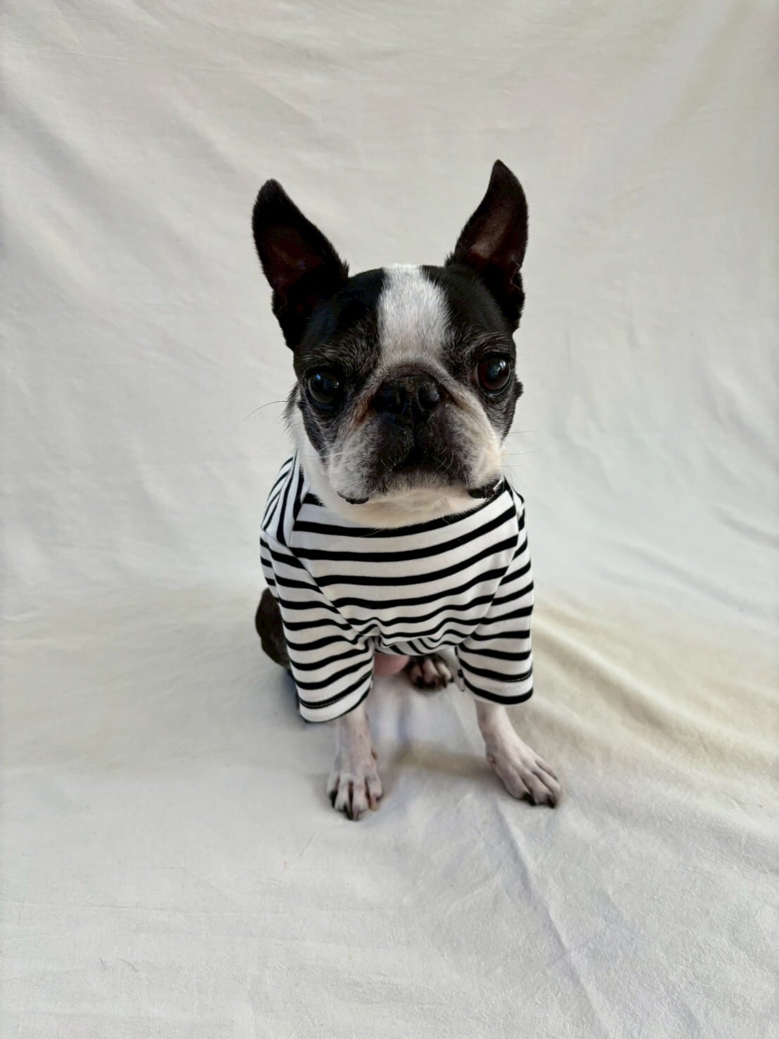 bonjour dog