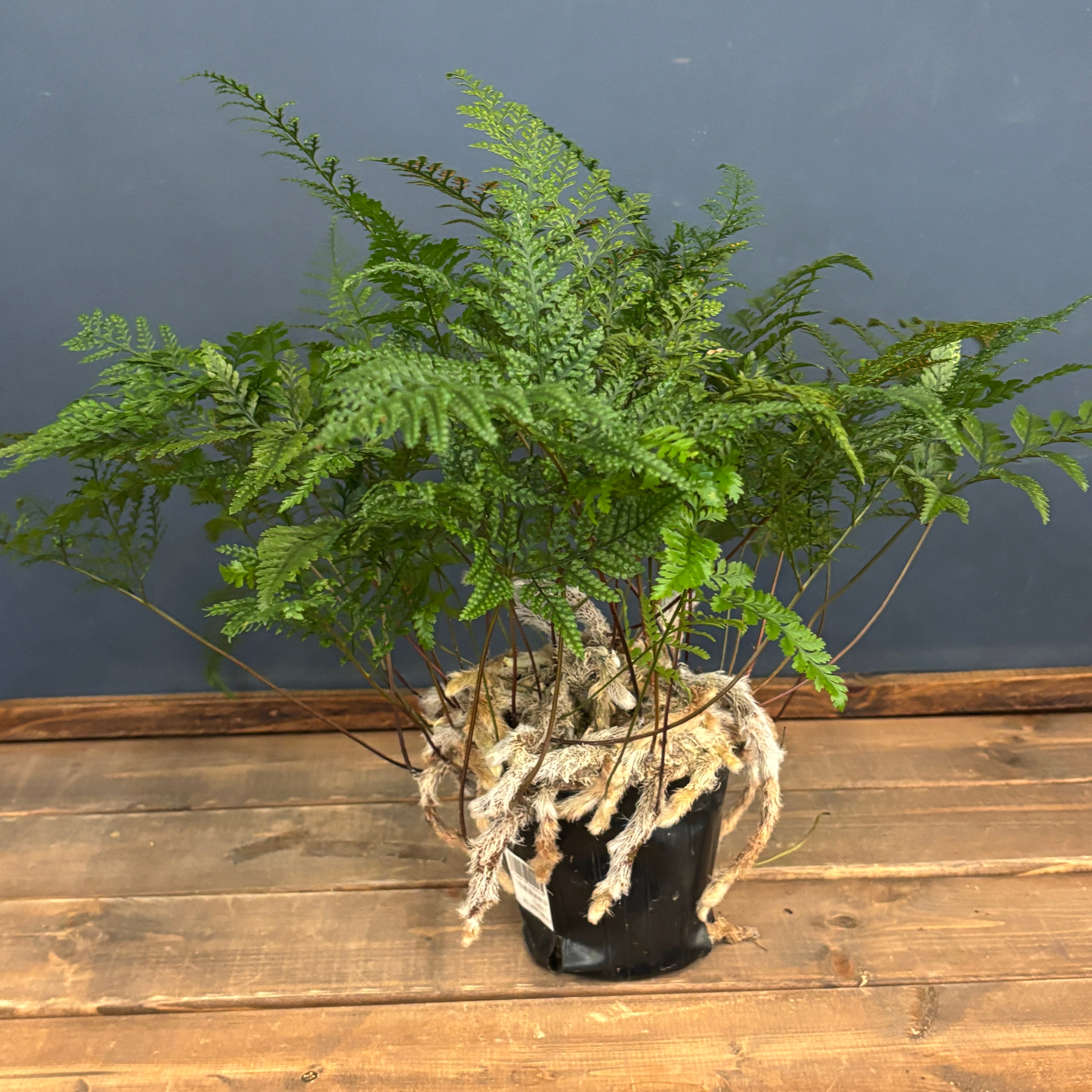 トキワシノブ【932】 | PROTOLEAF プロトリーフ