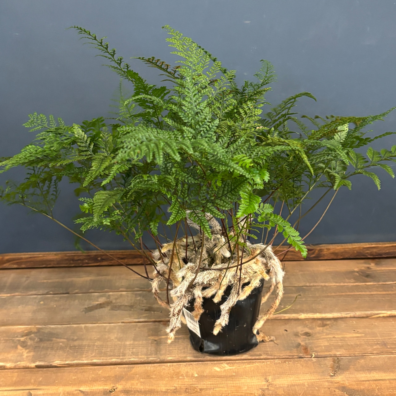 トキワシノブ【932】