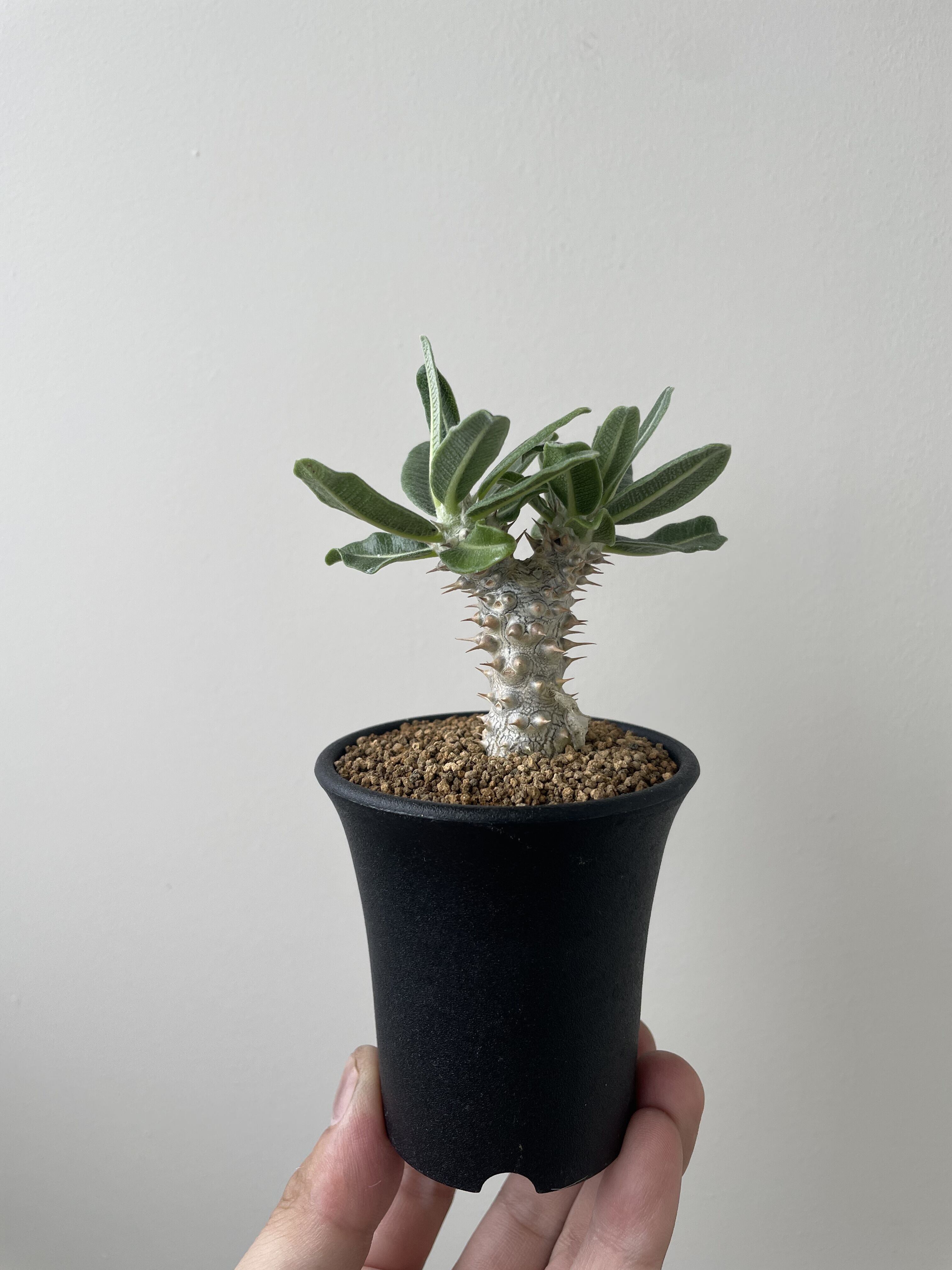 【新着・極上逸品】Pachypodium Tackyi 【激レア品種】パキポディウム タッキー_1