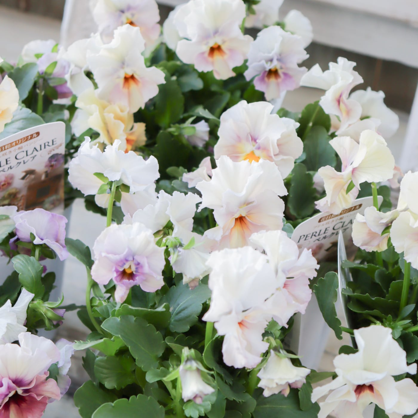 Green heartꕥオンラインショップ