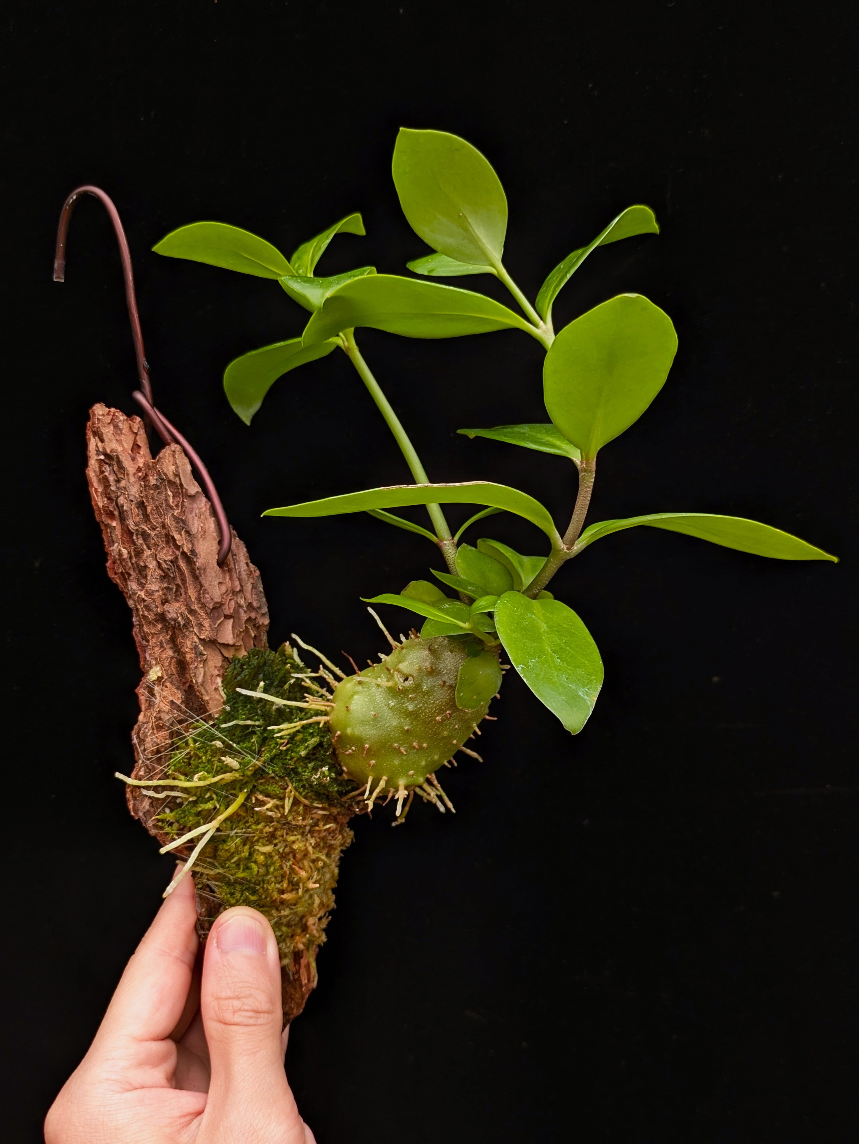 Myrmecodia tuberosa “papuana” 着生仕立て | 伊藤蟻植物農園