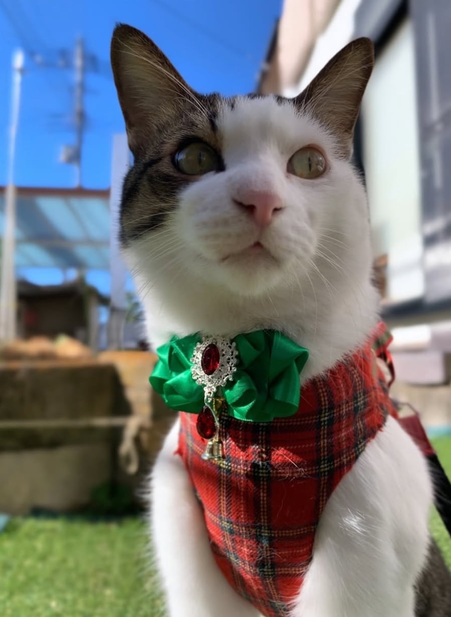 クリスマスチョーカー】小サイズ シークレットおまけ付 グリーン