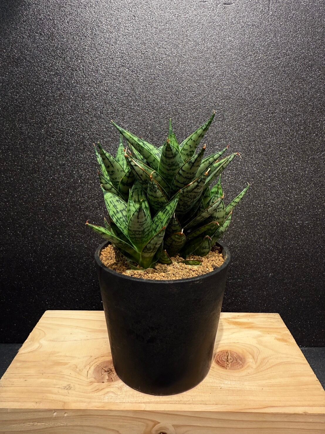 マルガリータ サンセベリア 2.5号 希少 レア 原種希少品種 観葉植物