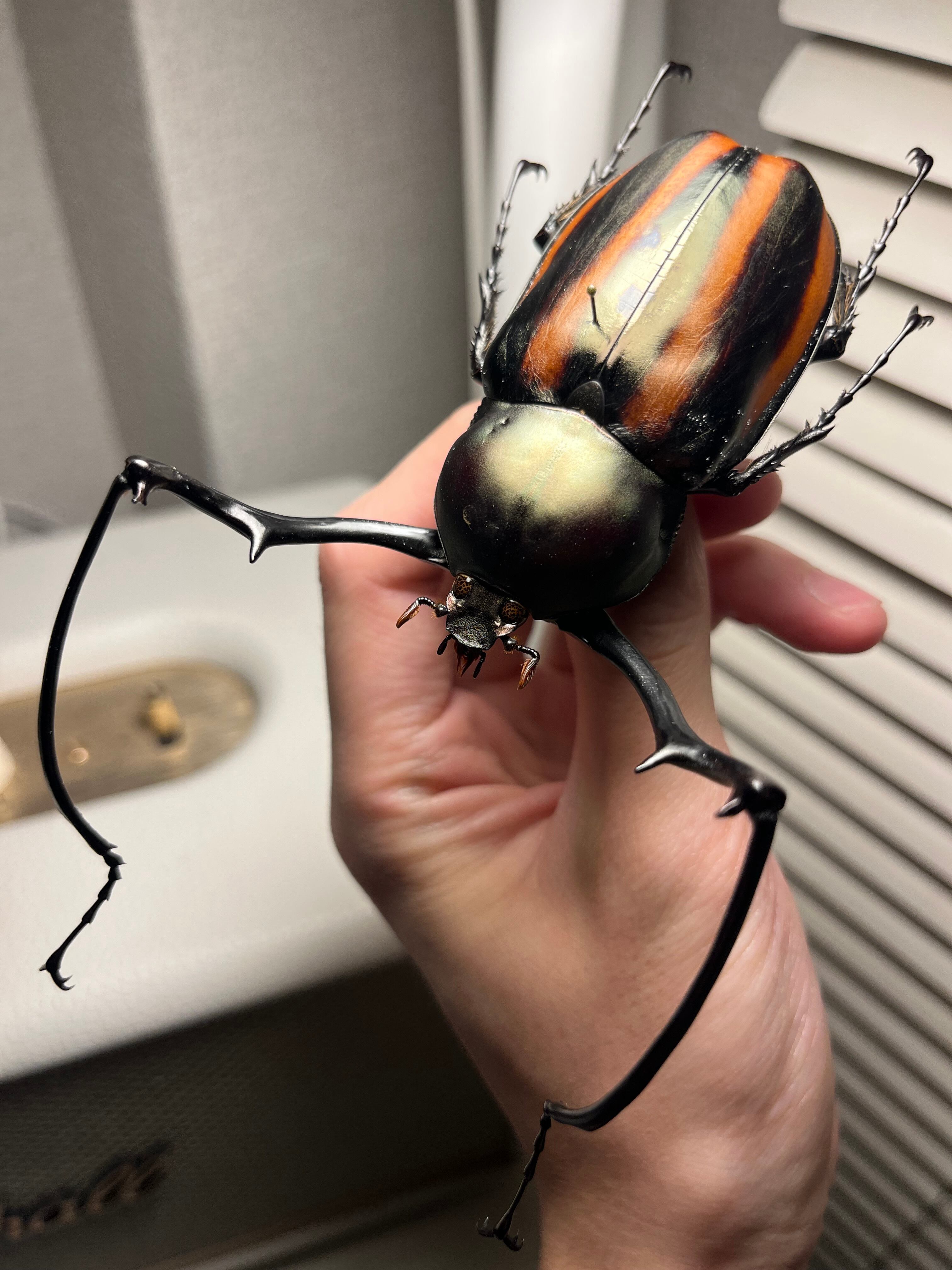 【40mm】ナンベイテナガスジコガネ 昆虫標本 Sphodochlamys l 手長黄金最高峰】セスジドウナガテナガコガネ 特大標本 プラチナコガネ