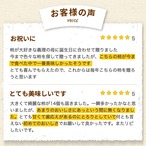 【2025年産】【11月発送】西条柿 2L 14玉（2.5ｋｇ）たしなみ