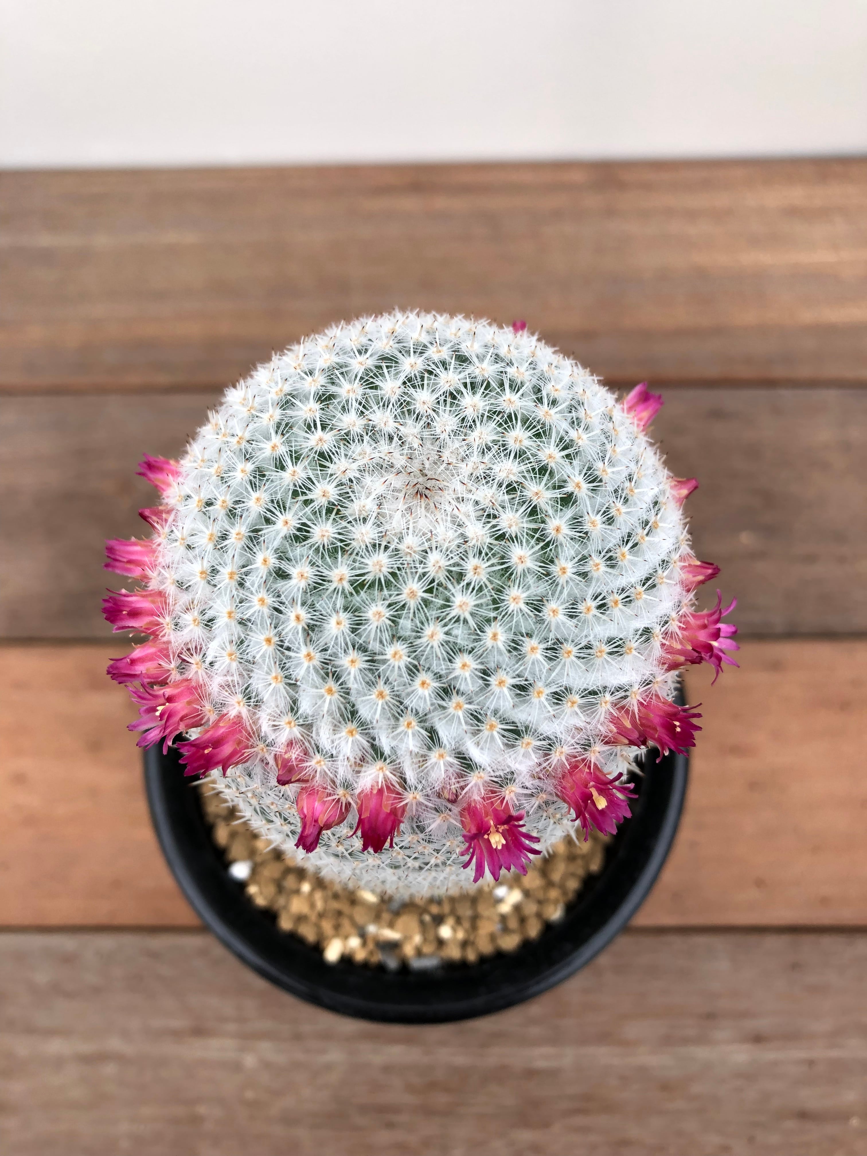 Mammillaria Sp マミラリア 白玉殿 サボテン Plants Maru ー 多肉植物 サボテン 園芸グッズのお店 ー Mammillaria Sp マミラリア 白玉殿 サボテン Plants Maru ー 多肉植物 サボテン 園芸グッズのお店 ー