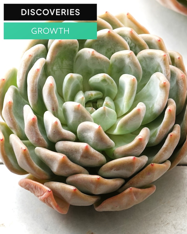 発根済カット苗 白無常 XL Echeveria 'White Useless'