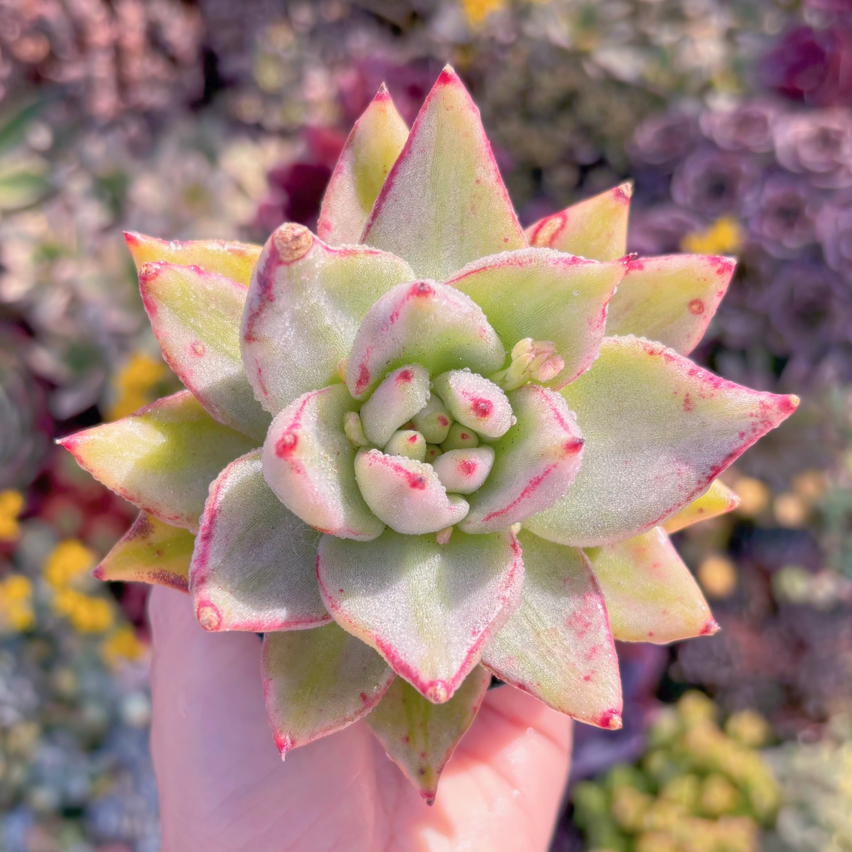 現物 多肉植物 ピンクプリティ 抜き苗 | Pay ID