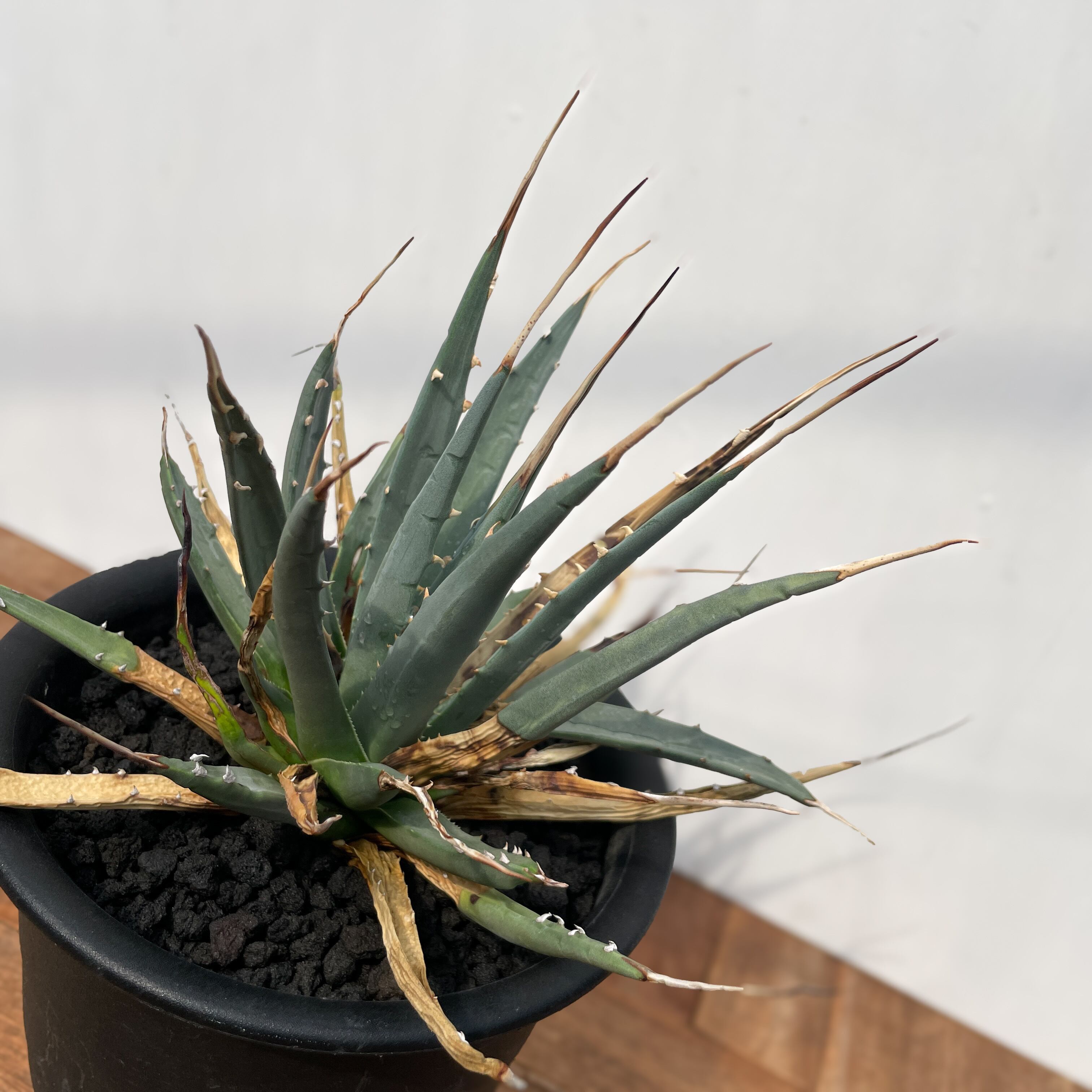 Agave utahensis var. eborispina 【アガベ・ユタエンシス