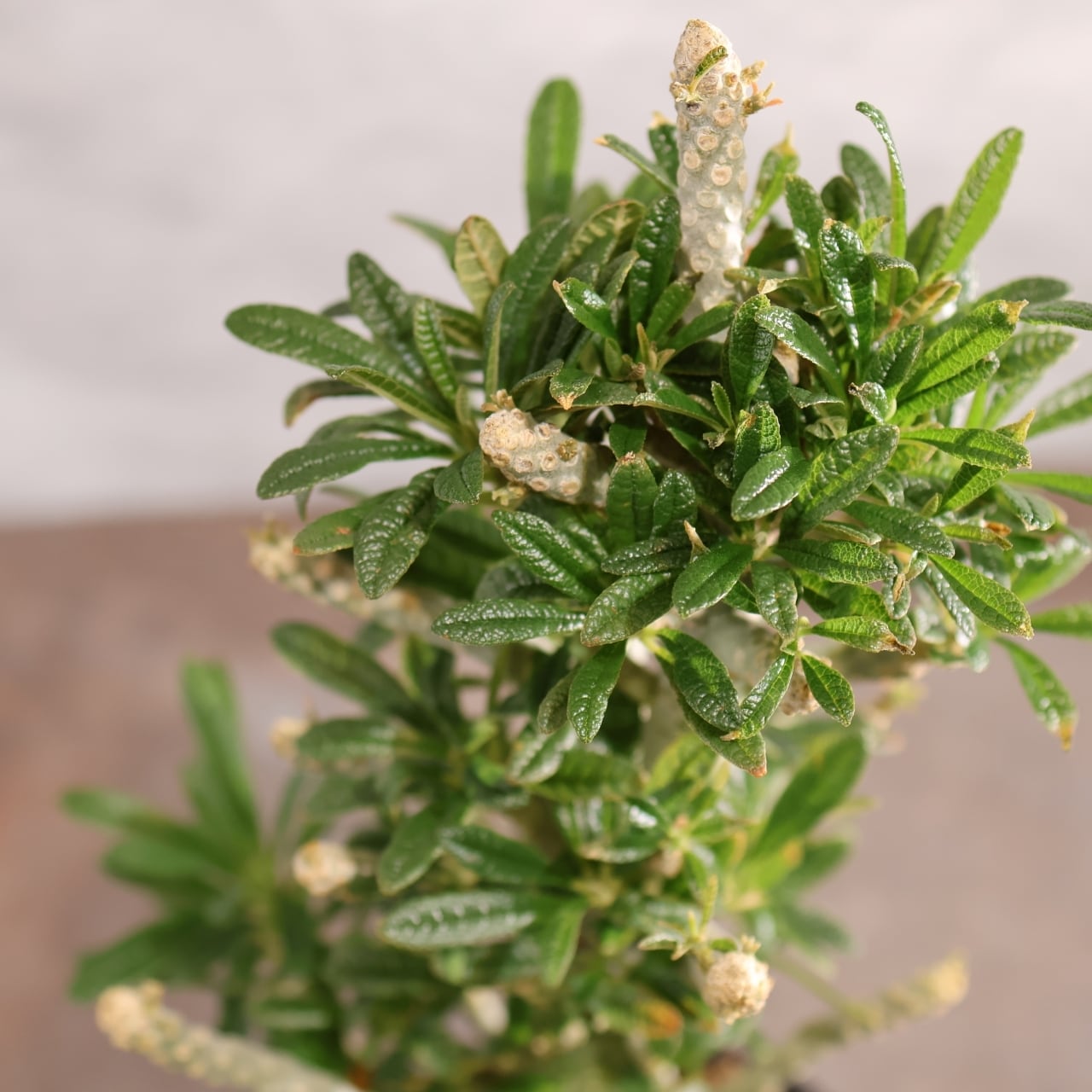 315 唯一無二の塊根美『ドルステニア ギガス』観葉植物 【送料無料