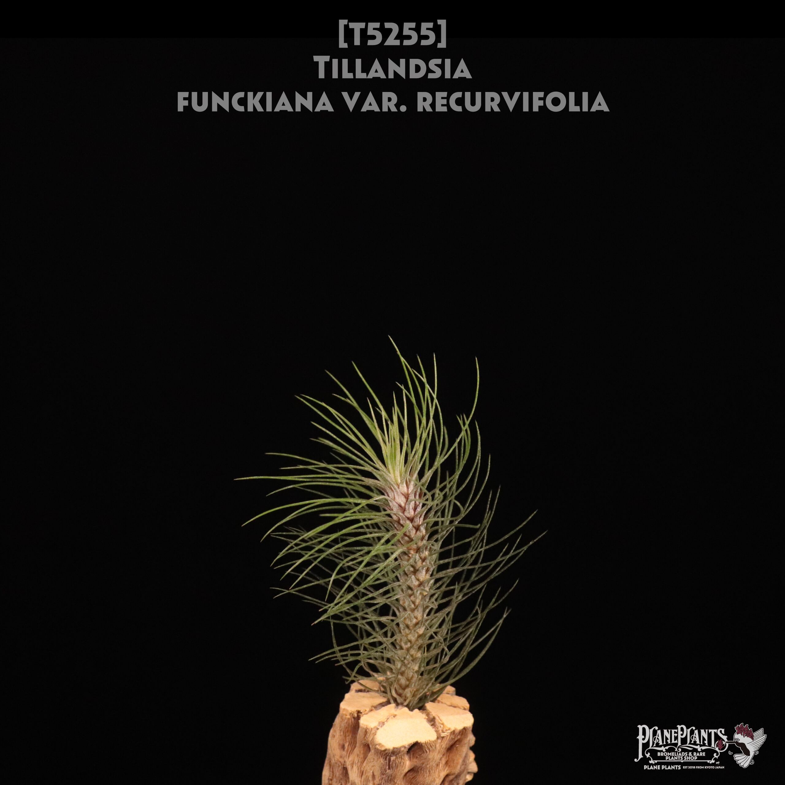 D E F | plane plants