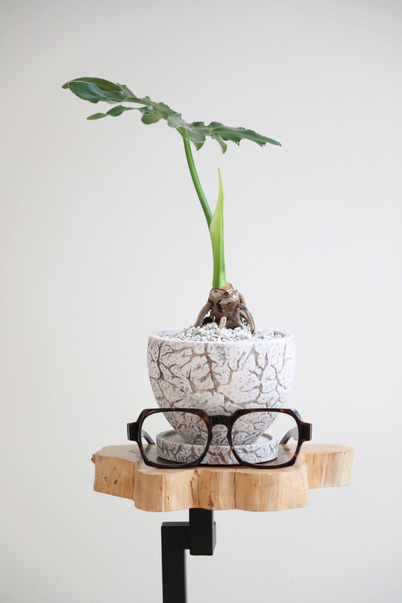 S】セローム 根上り/Philodendron selloum ※陶器鉢付き | 【観葉 S】セローム 根上り/Philodendron selloum ※陶器鉢付き | 【観葉