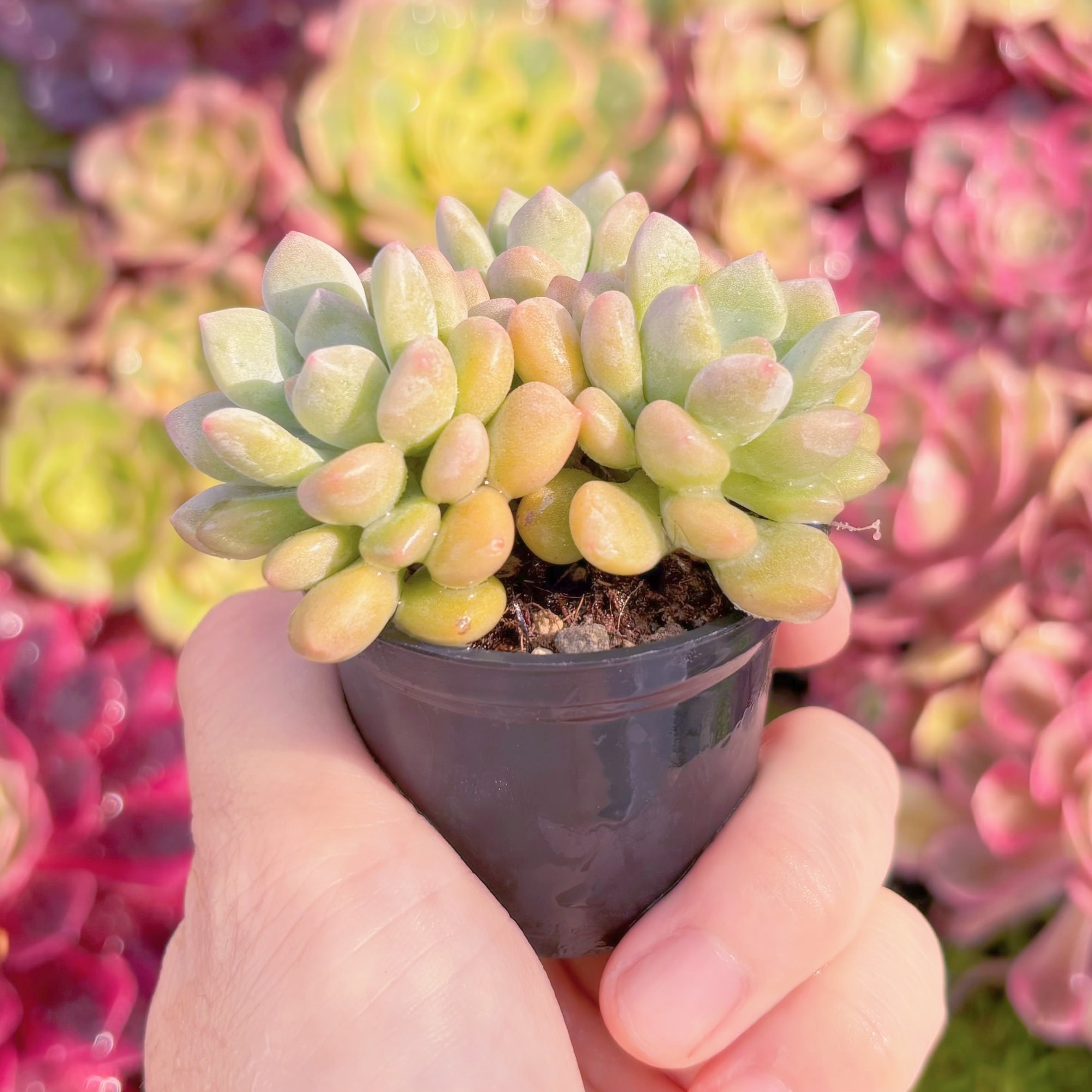 多肉植物 キシリトール 新入荷 るる農園 | るる農園~多肉植物専門