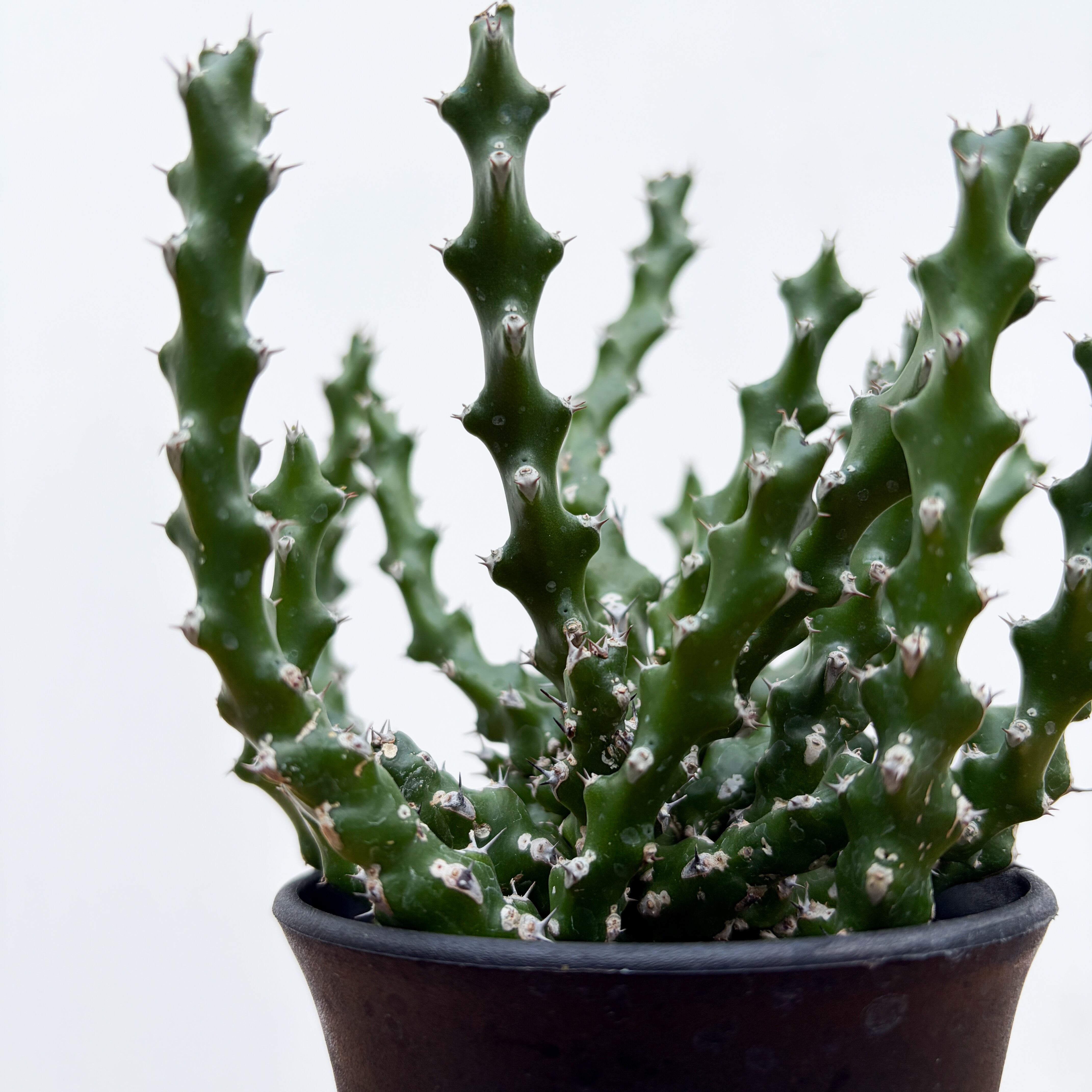 Euphorbia ramulosa【ユーフォルビア・ラムローサ】 | RIMO'S GREEN