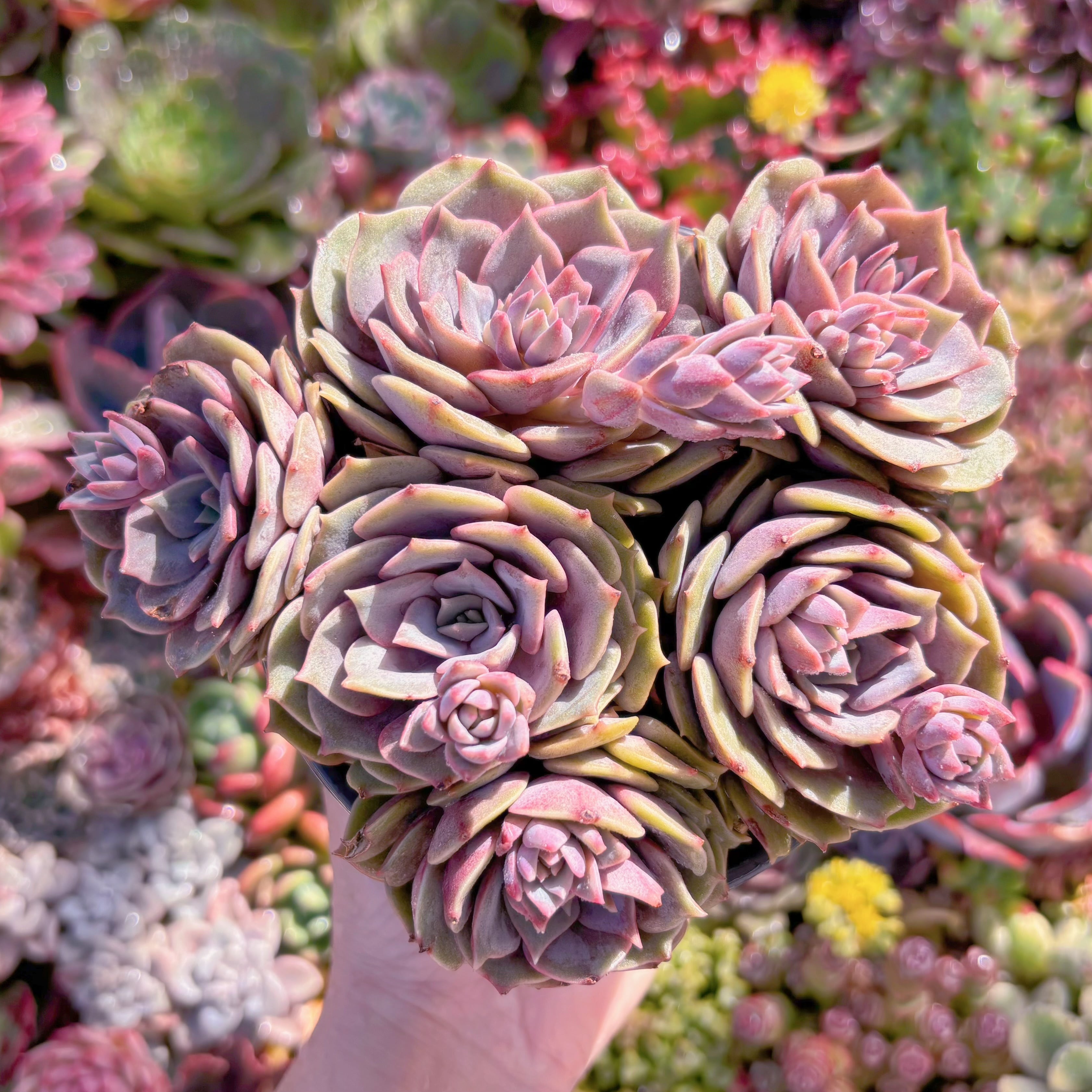 現品　紫姫#F089　大群生　新入荷　るる農園