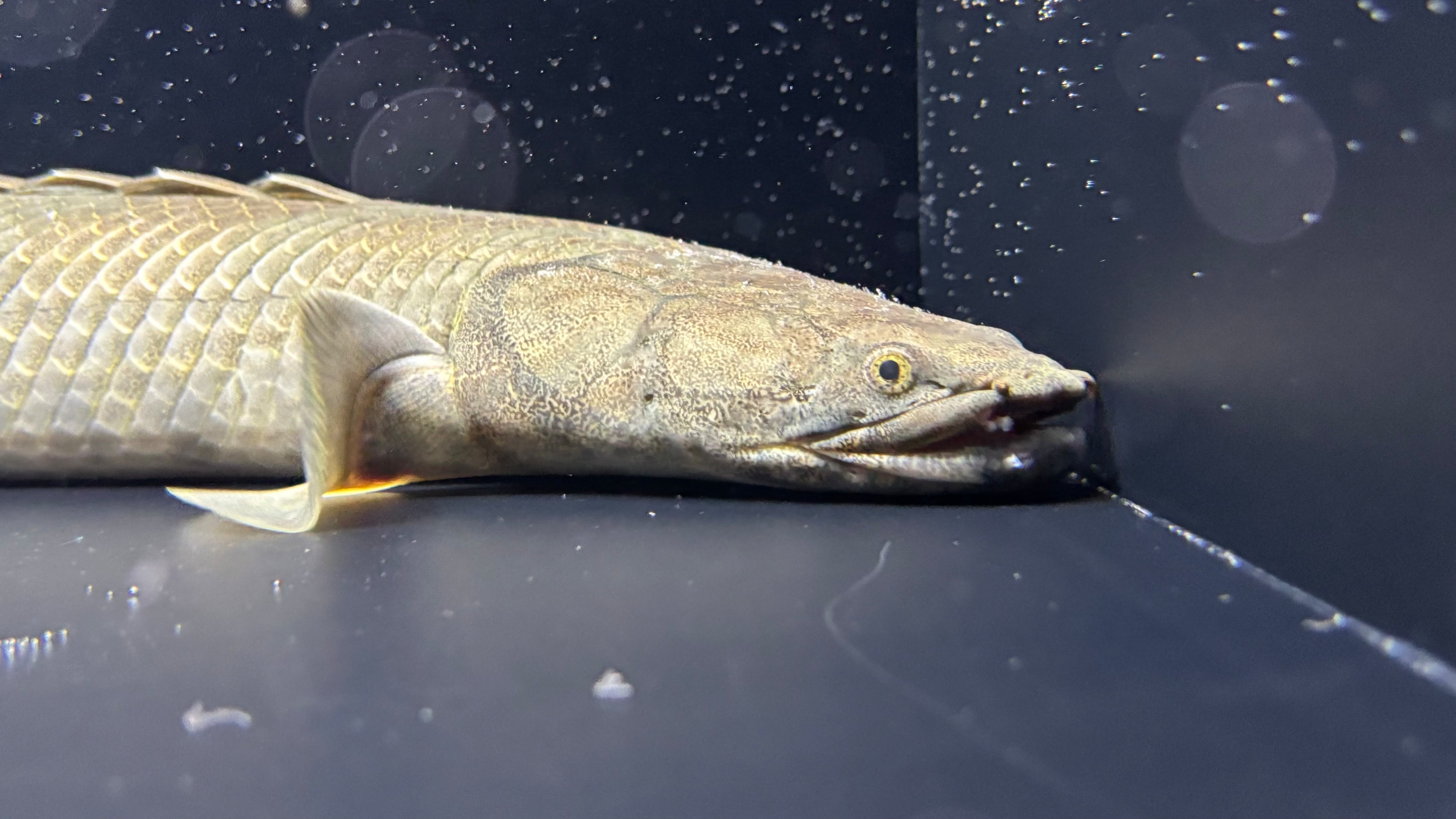 アフリカ熱帯魚専門店わいるどもん