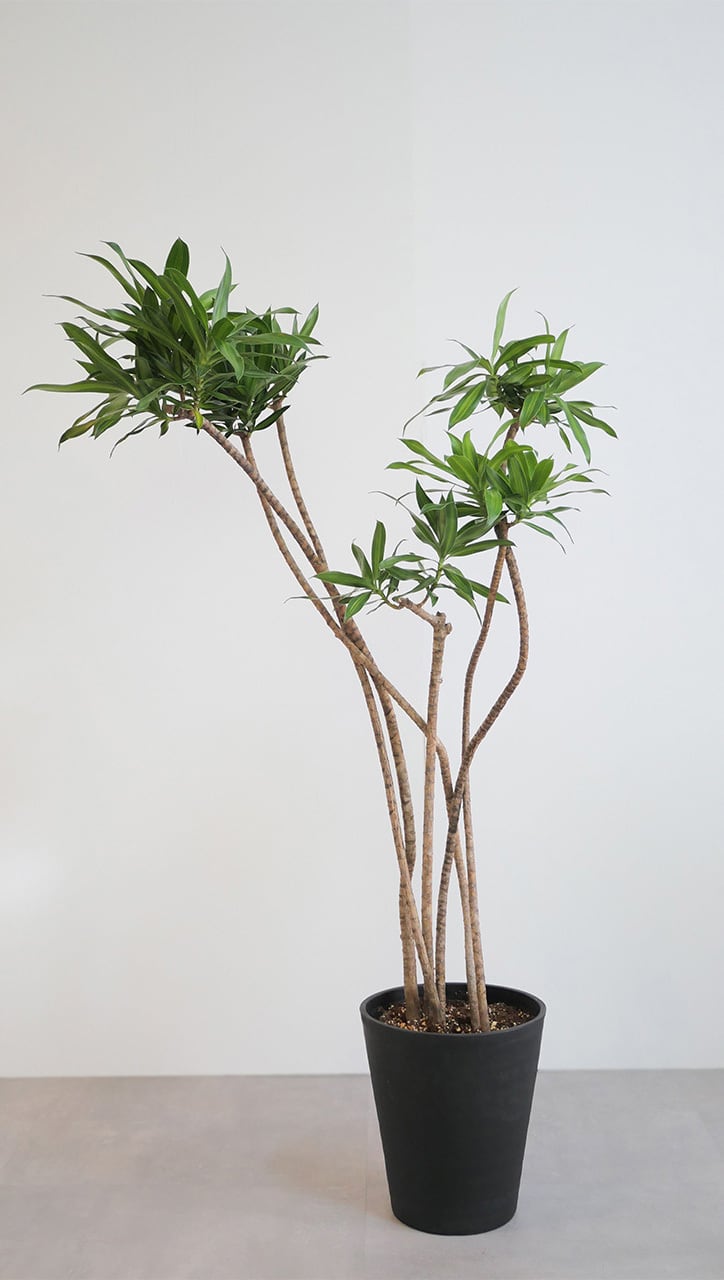 ドラセナ・ソングオブジャマイカ | FORUM