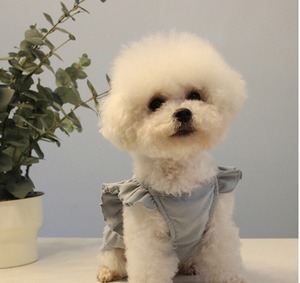 犬 ドッグ 小型犬 チワワ ヨークシャテリア 服カテゴリ ドッグウェア ペット服 春夏フリル レース Tシャツ シュナウザー ブラウス シャツ ベスト Tシャツ コットン かわいい きれいめ シンプル 上品 おしゃれ 主役級 ラブリー キュート 無地 春 夏 お出かけ パーティー 旅行 休日 コーデ 清楚 インスタ映え 白 ホワイト オフホワイト ピンク 水色 ブルー 春カラー