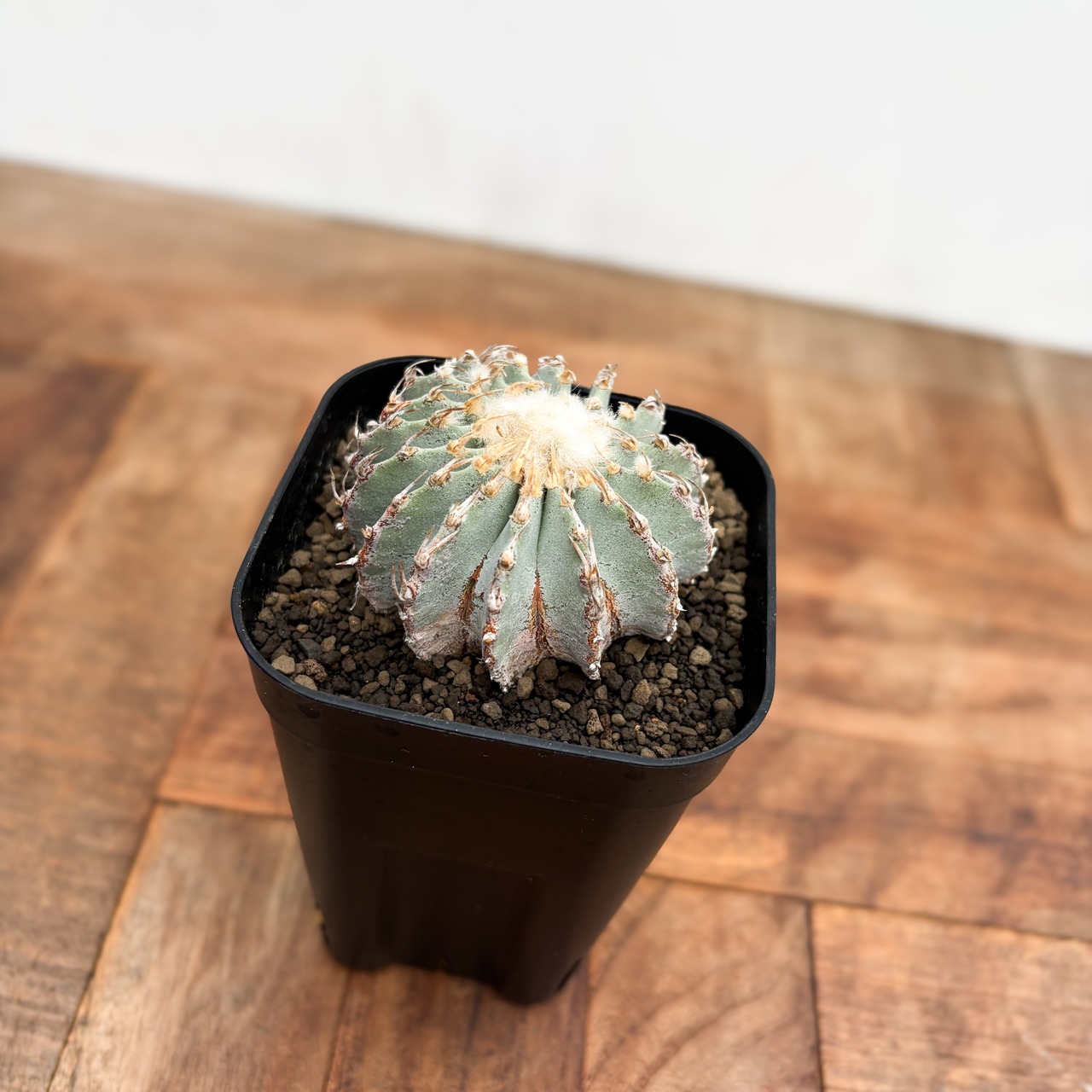 Geohintonia mexicana【ゲオヒントニア・メキシカーナ】
